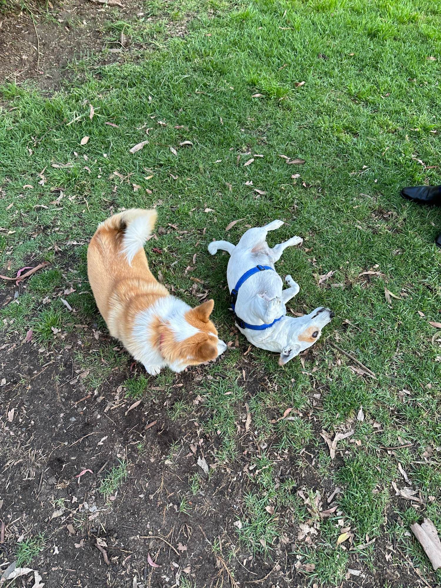 A small white dog that has laid on his back in the grass, with another small tan and white dog circling nearby.