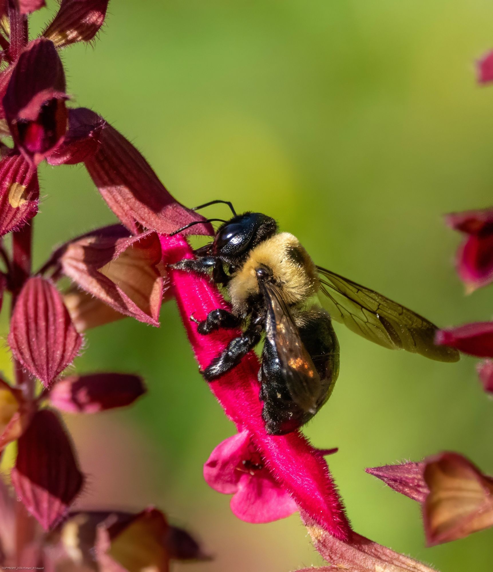 A carpenter bee is perched on some bright pinkish red line flowers against an out-of focus yellow-green background.  The antennae, head, legs, body and wings are well detailed in this photo.