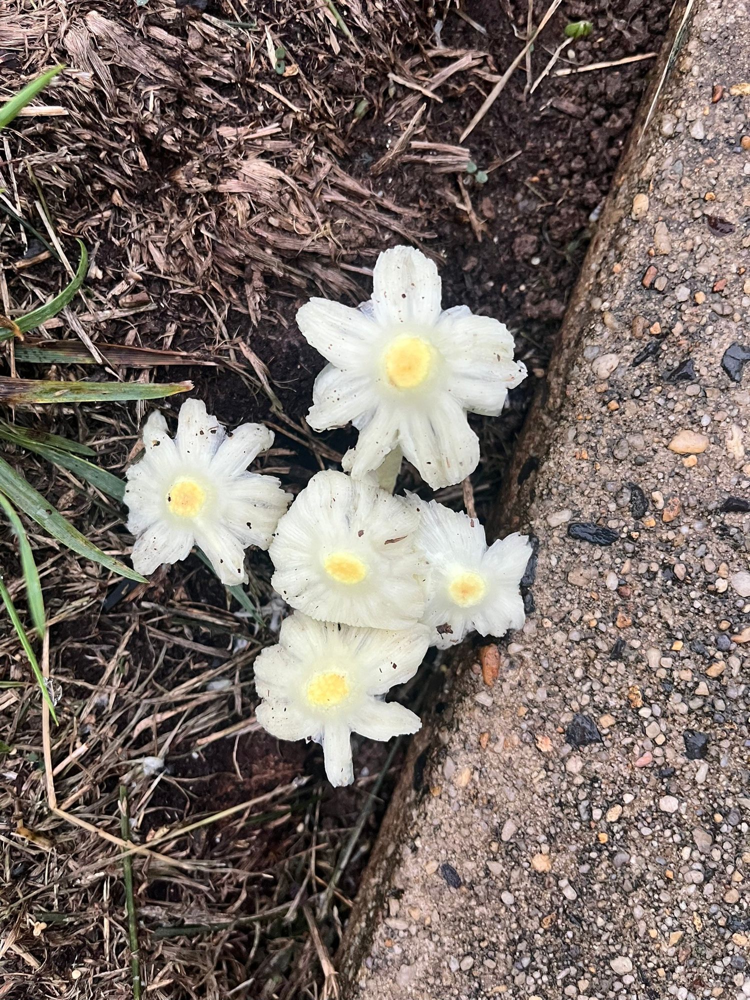 A group of five mushrooms clustered together in a patch of soil between a lawn and a concrete sidewalk.  The mushrooms are white but have flower-like petals, with a patch of yellow in the center.