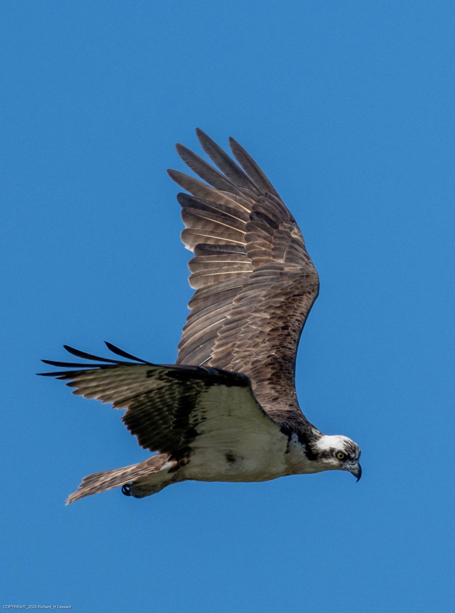 An osprey is seen flying against a blue sky.  The wings are at approximately 45 degrees.  The head, eyes, and sharp curved beak are clearly visible.