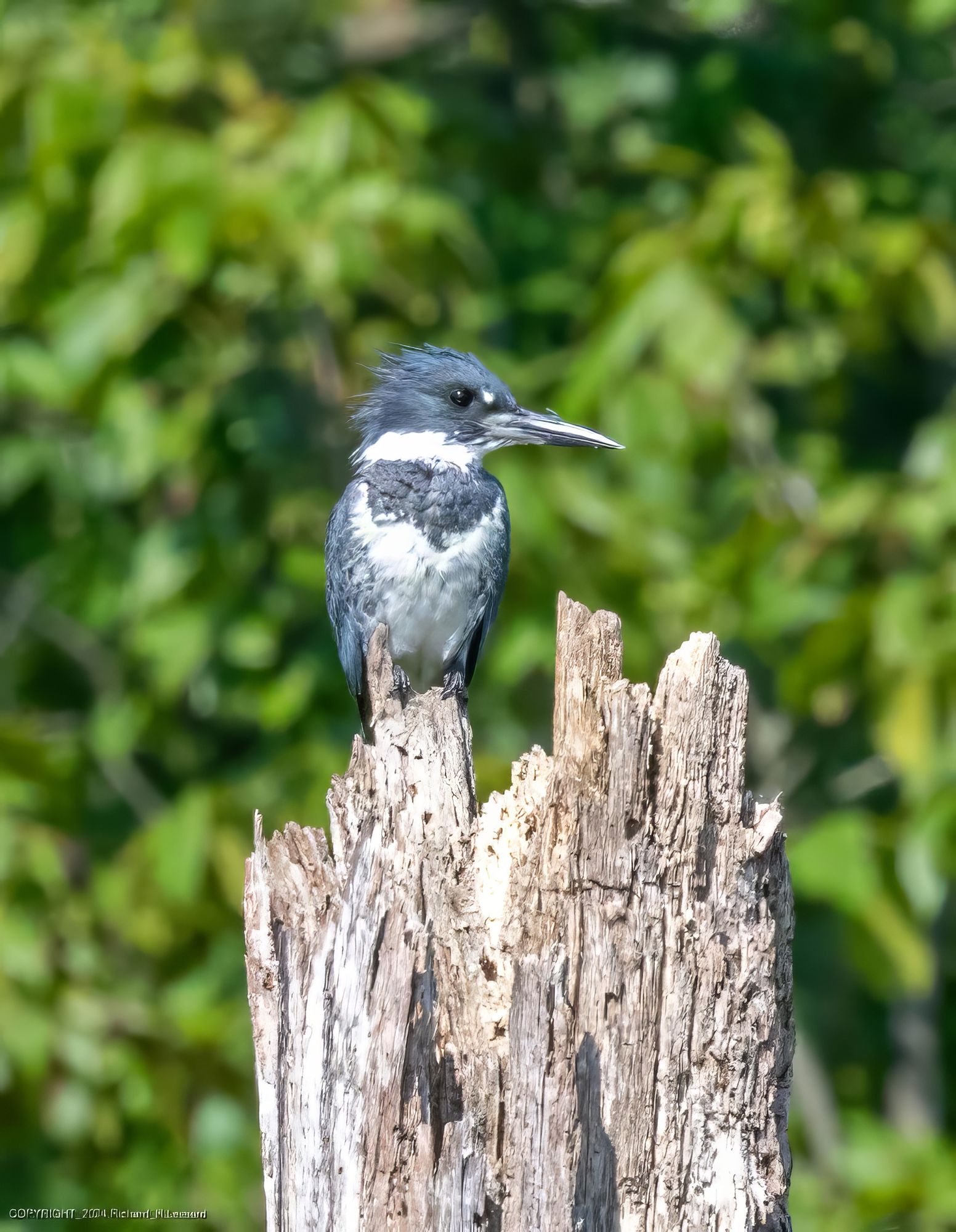 A belted kingfisher is seen perched atop a dead tree with jagged split ends at the top.  The bird has his head turned so the head and long beak are seen in profile against green foliage in the background.