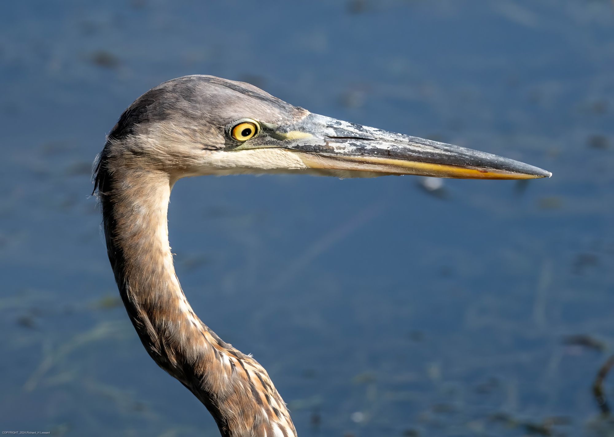 The upper neck and head of a great blue heron are shown in sharp detail against a plain water background.