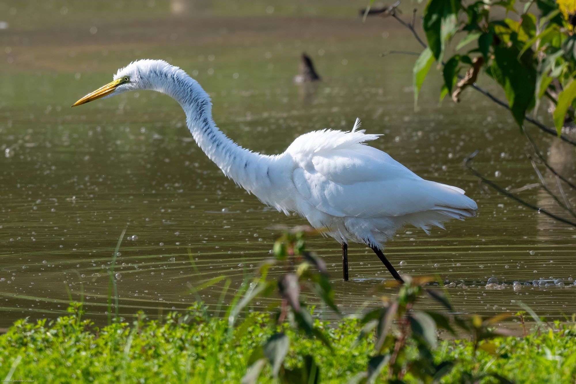 A large white bird is leaning forward while strolling in shallow water at the edge of a pond.  There is green foliage in the foreground.  The feathers on the great egret look a bit thin and scruffy, particularly along the neck.