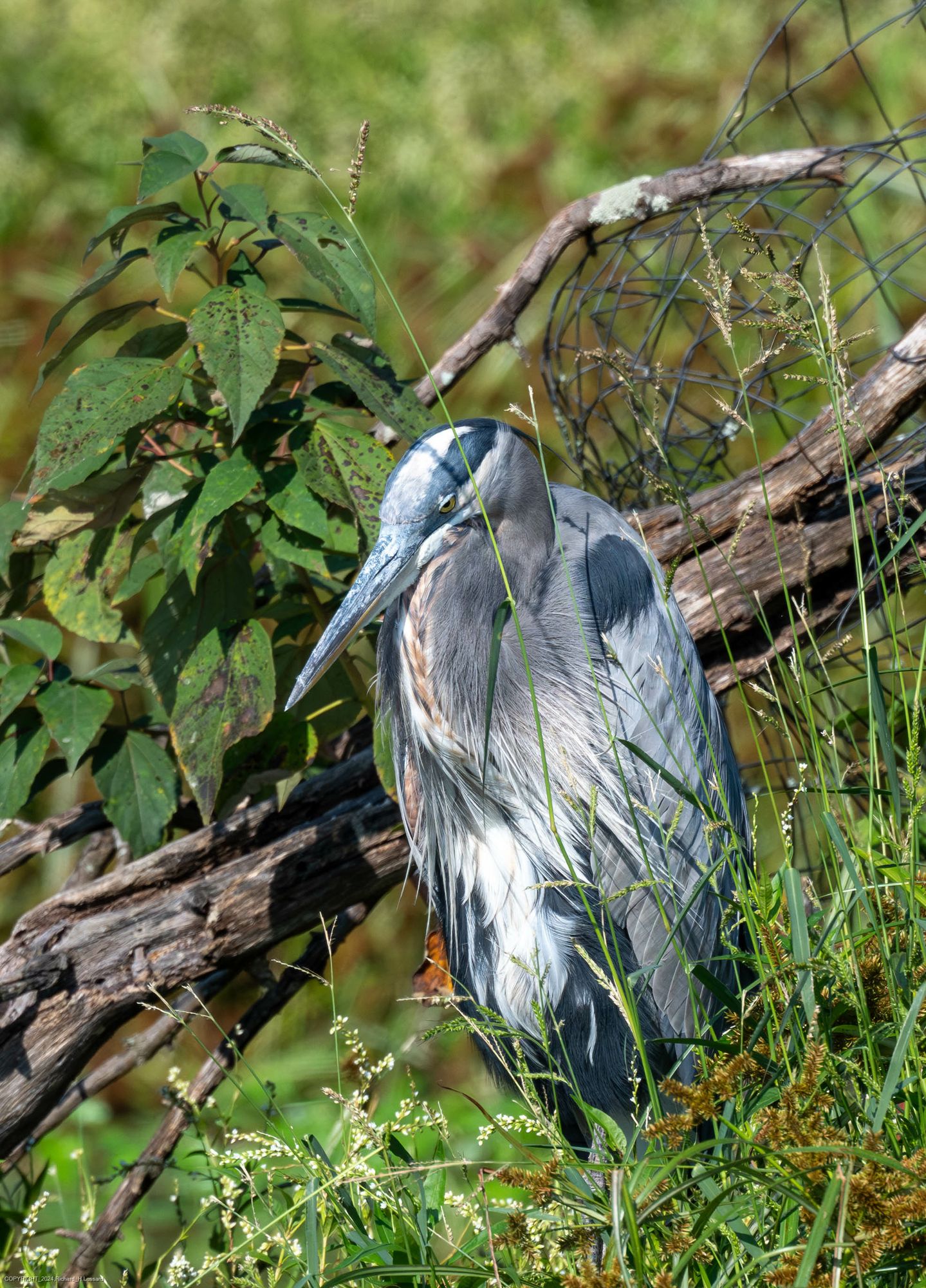 A great blue heron sits with its head looking slightly downward on a very lush shoreline with tall grasses, leafy bushes, and some fallen branches or vines.