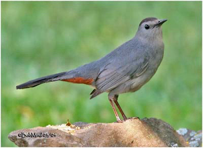 A photo of a gray catbird striking a pose against a bright natural green background, emphasising its Dior gray body and red undercarriage that is not unlike the trademark red sole of Louboutin shoes. The photo has a very blurry copyright watermark attributing it to “BobMod” c. 2003/2004