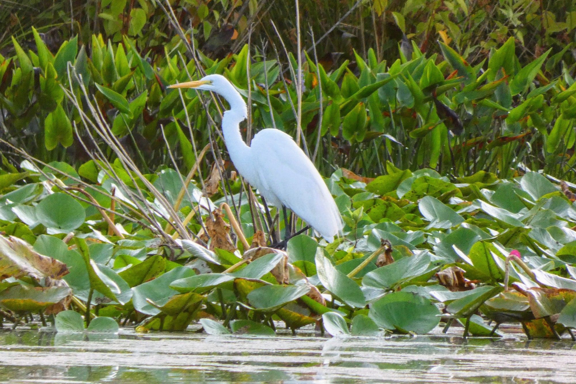 A white Great Egret stand in the middle of green lilypads. There is a pond in front and green leaved and trees behind.