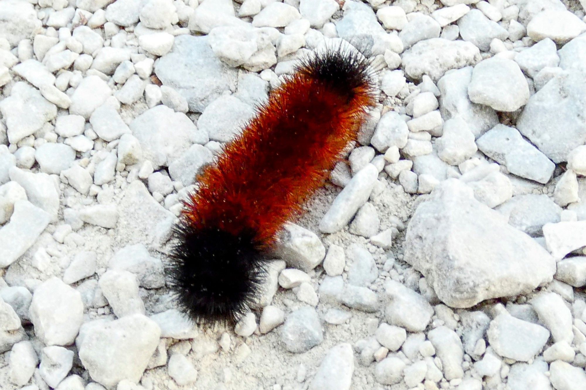 Rust and brown wholly caterpillar on a crushed stone path.