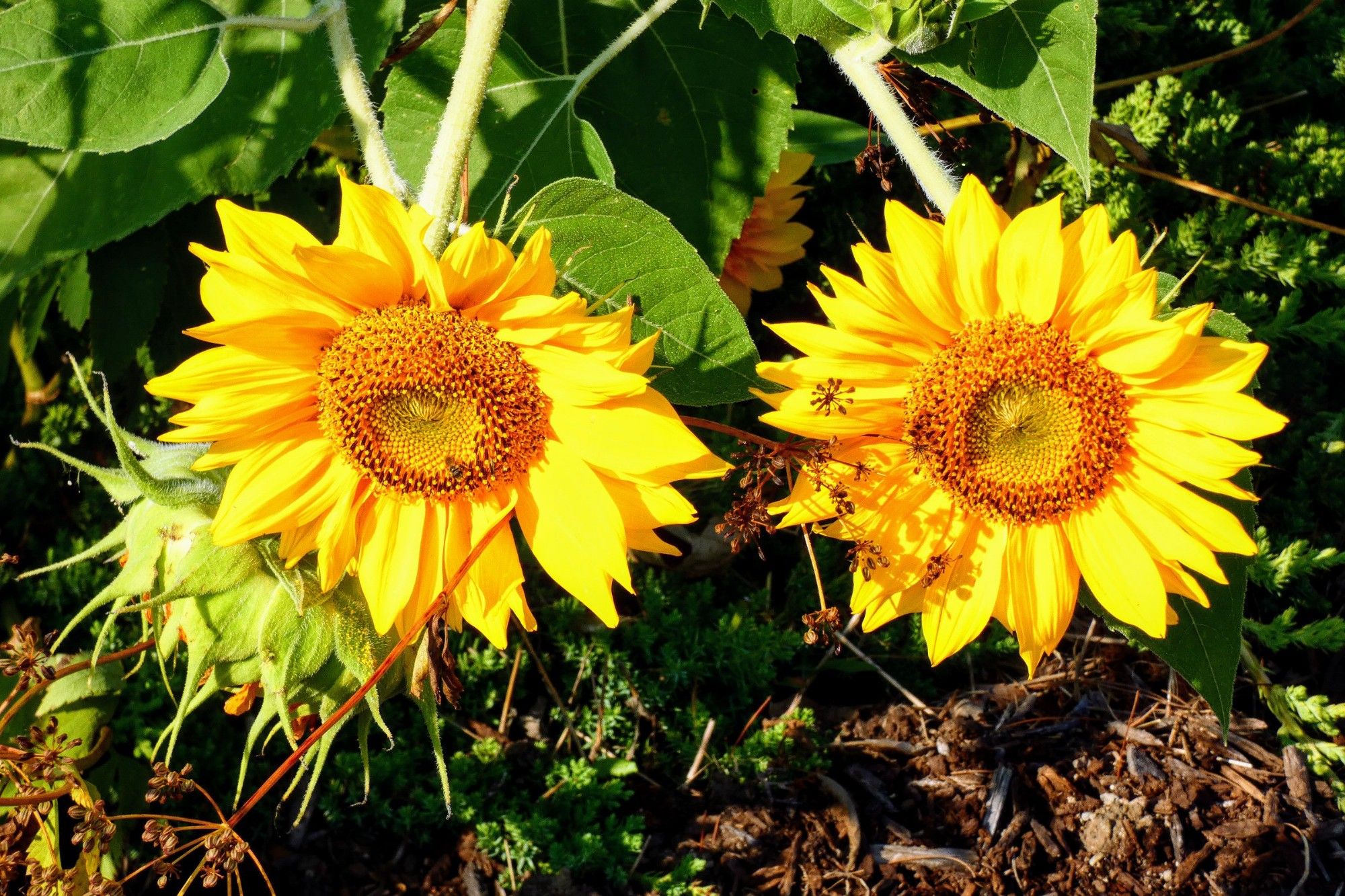 Two yellow sunflowers with green leaves and brown mulch.