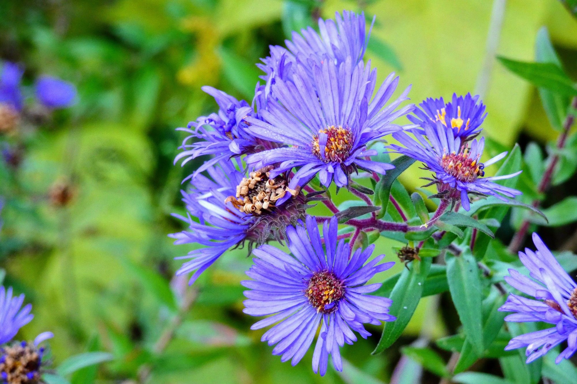 Purple flowers against green leaves. 