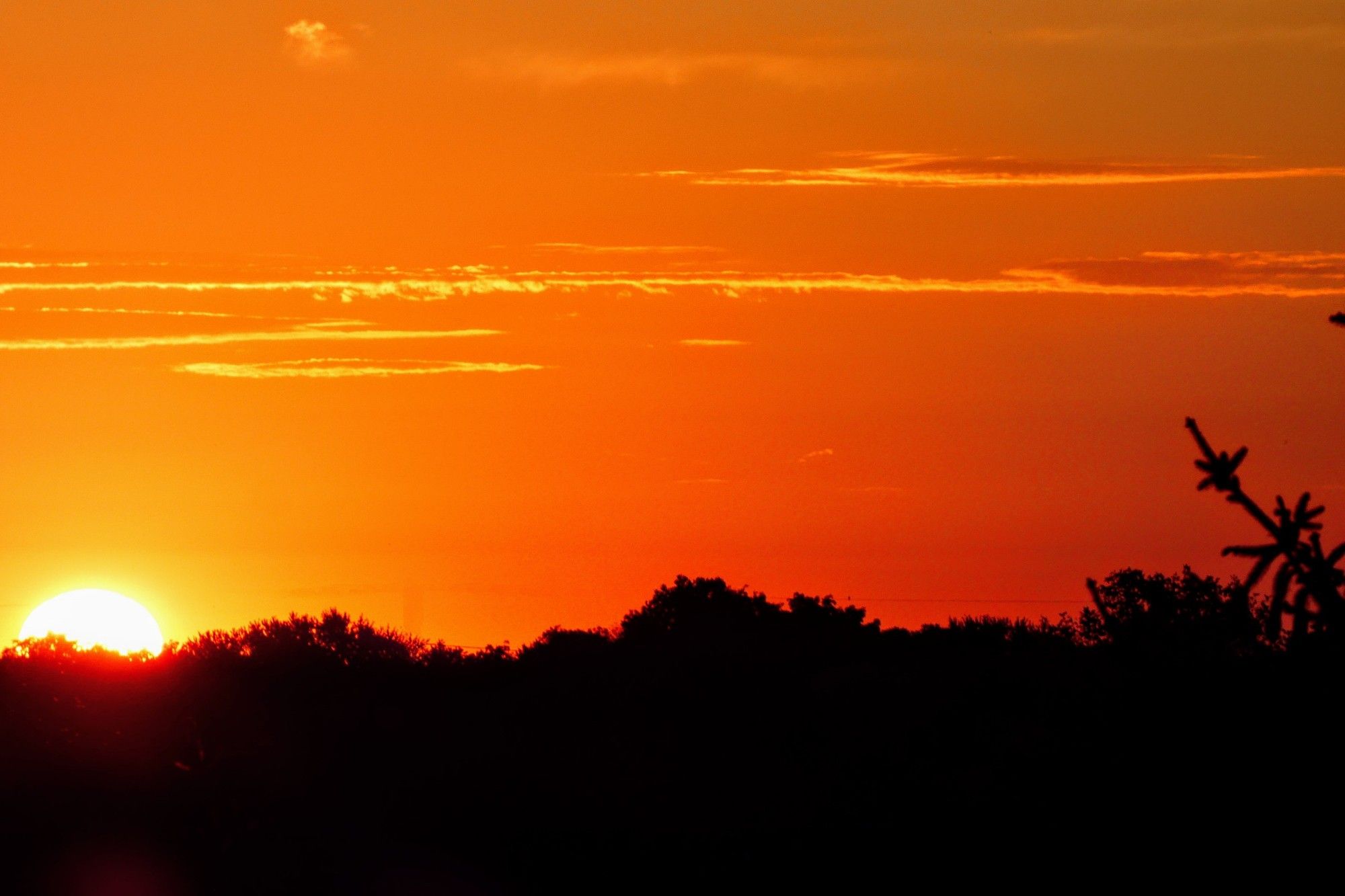 Sunrise with an orange and gold sky. Silhouettes of trees are at the bottom of the frame.