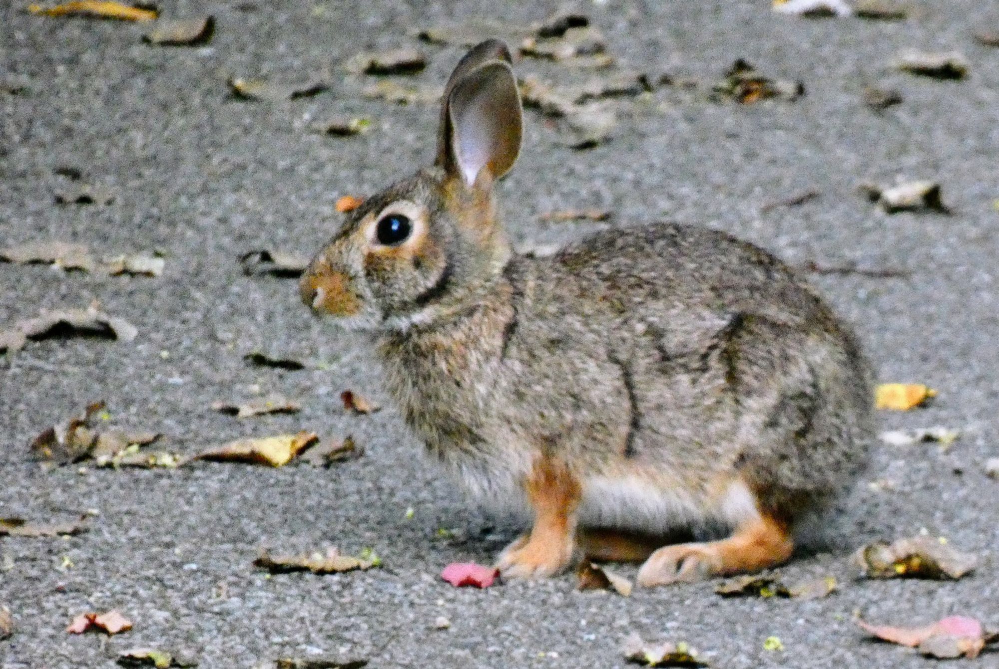 Brown rabbit sitting on an asphalt path.