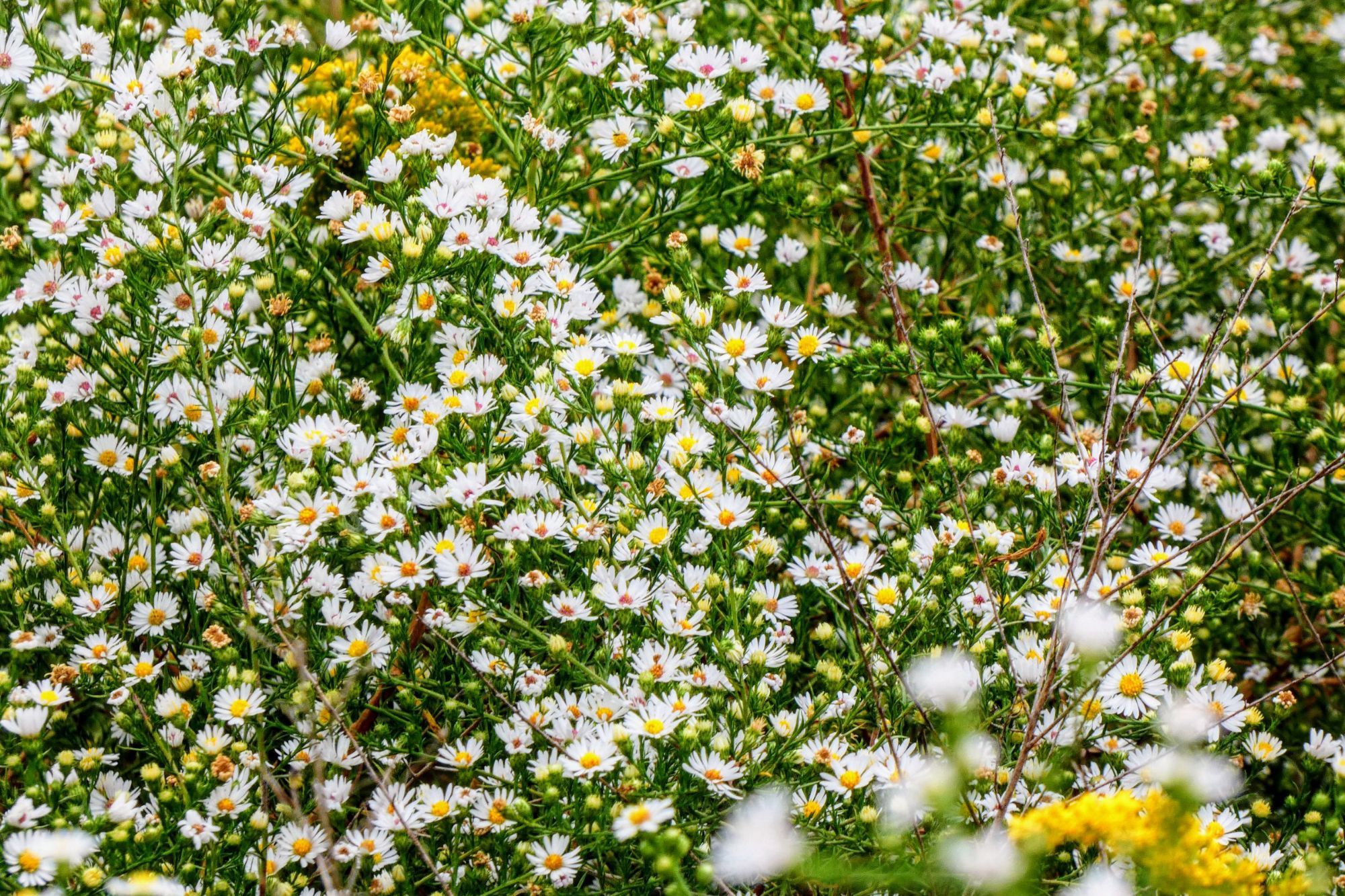 A bed of small white flowers with a couple yellow flowers intermixed.