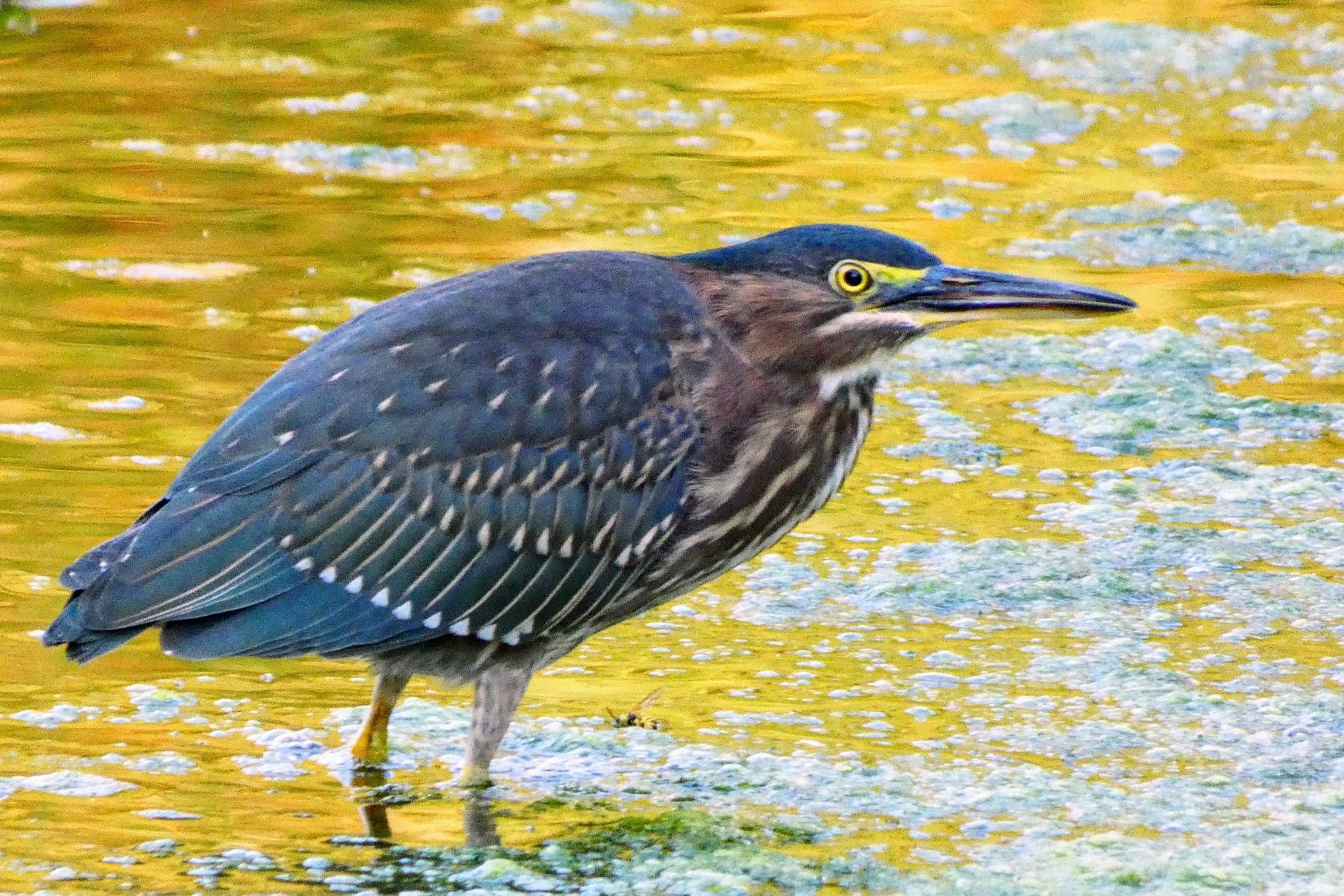 A green heron standing in a gently flowing river.