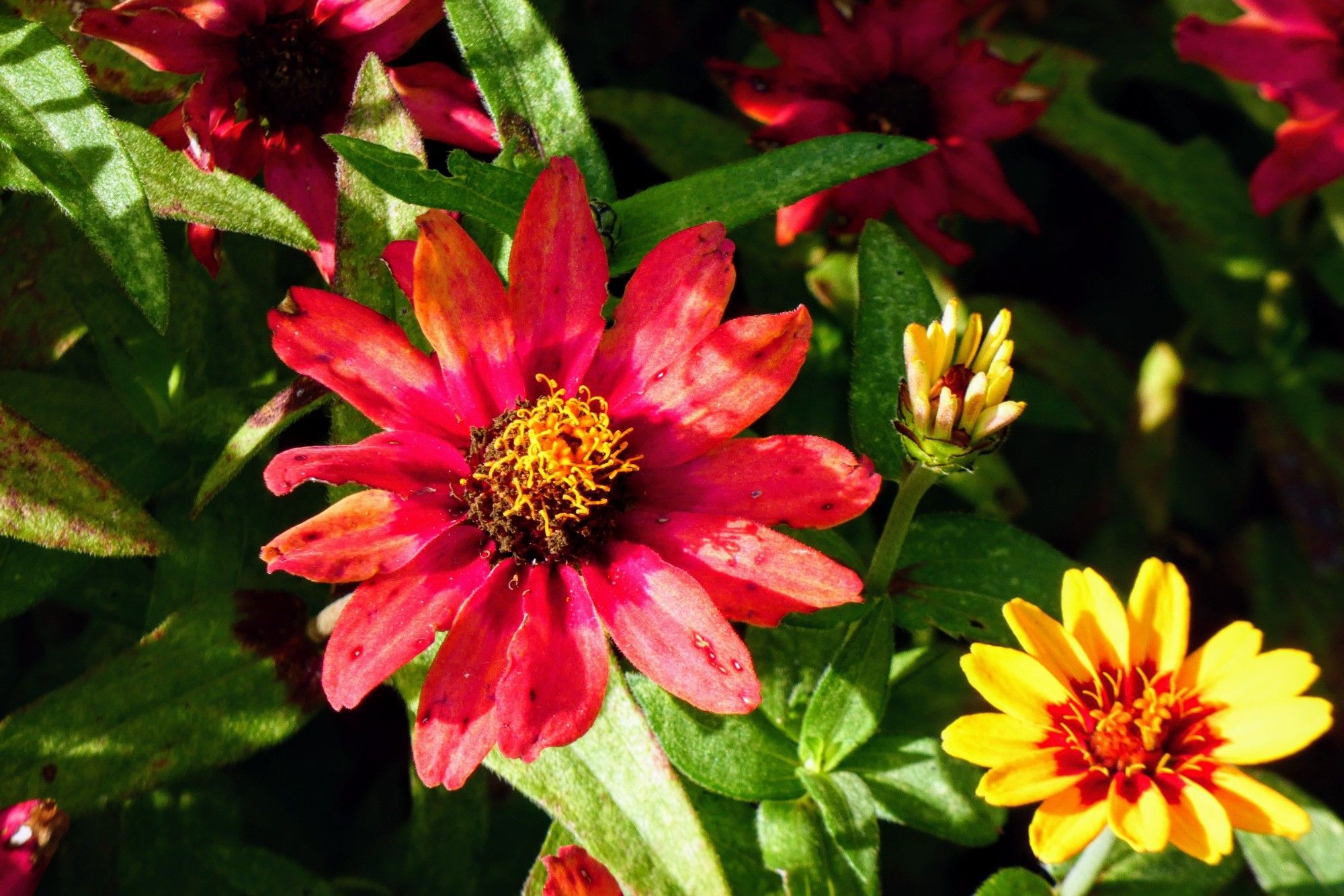 Red and yellow zinnias against a bed of green leaves.