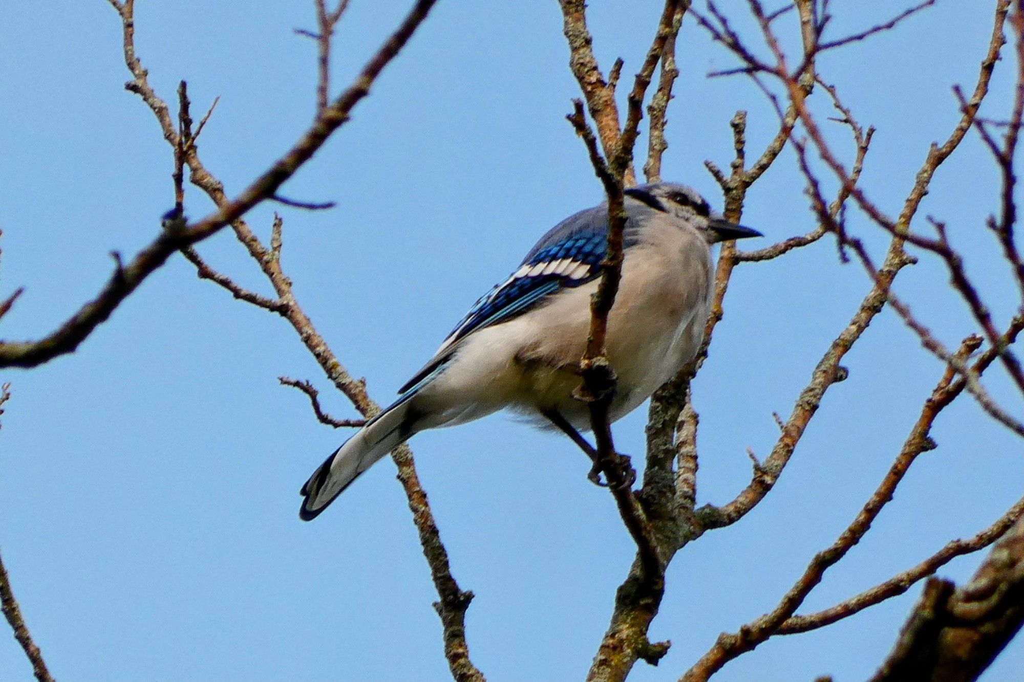 Bluejay in the middle of thin, bare branches, with a blue sky background.