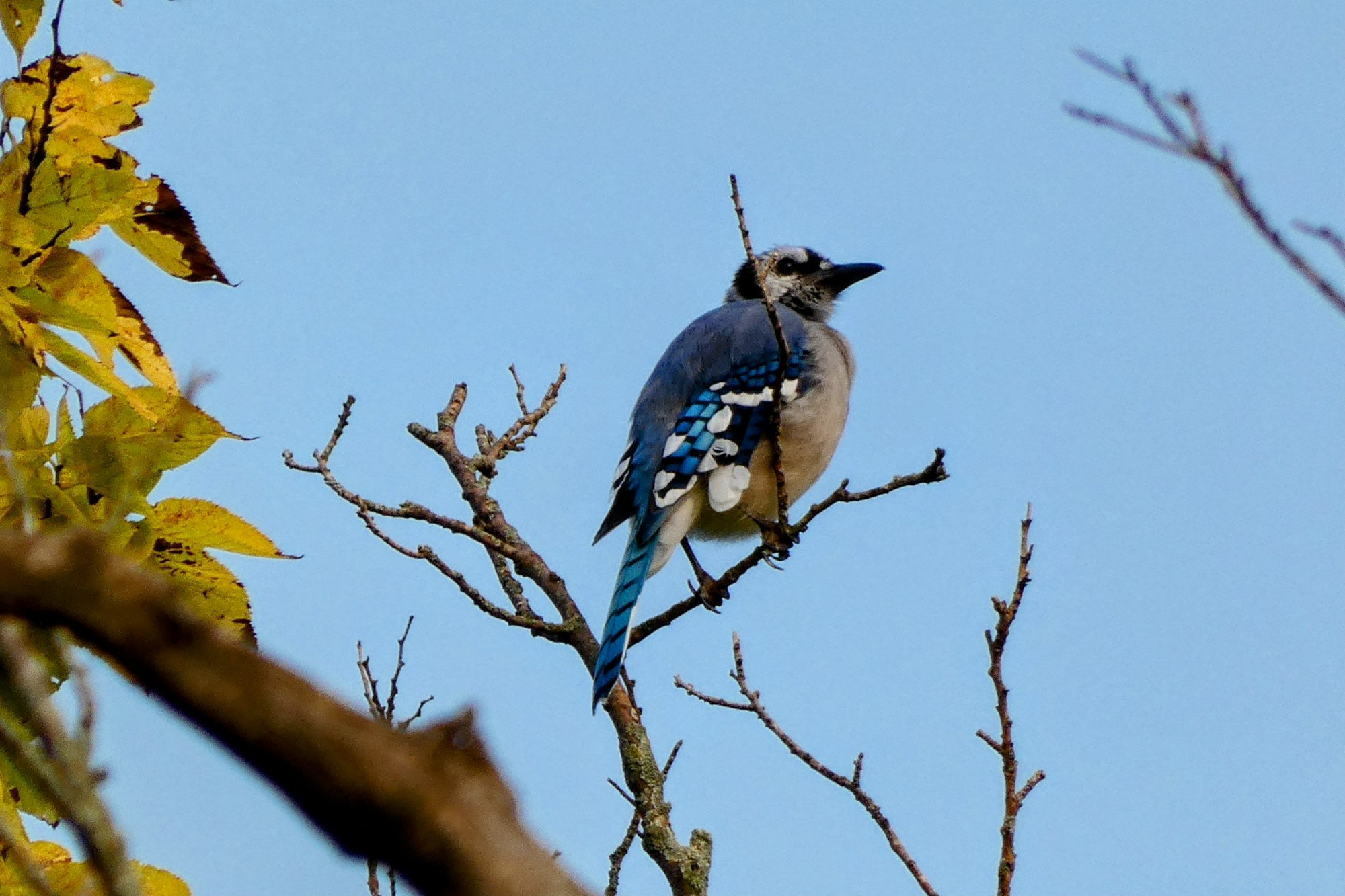 A Bluejay on a small branch with yellow leaves and other branches around. A blue sky is the background. 