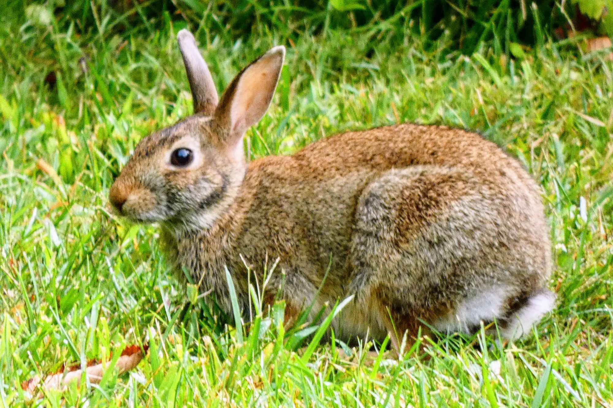 A brown rabbit sitting on a grassy space.