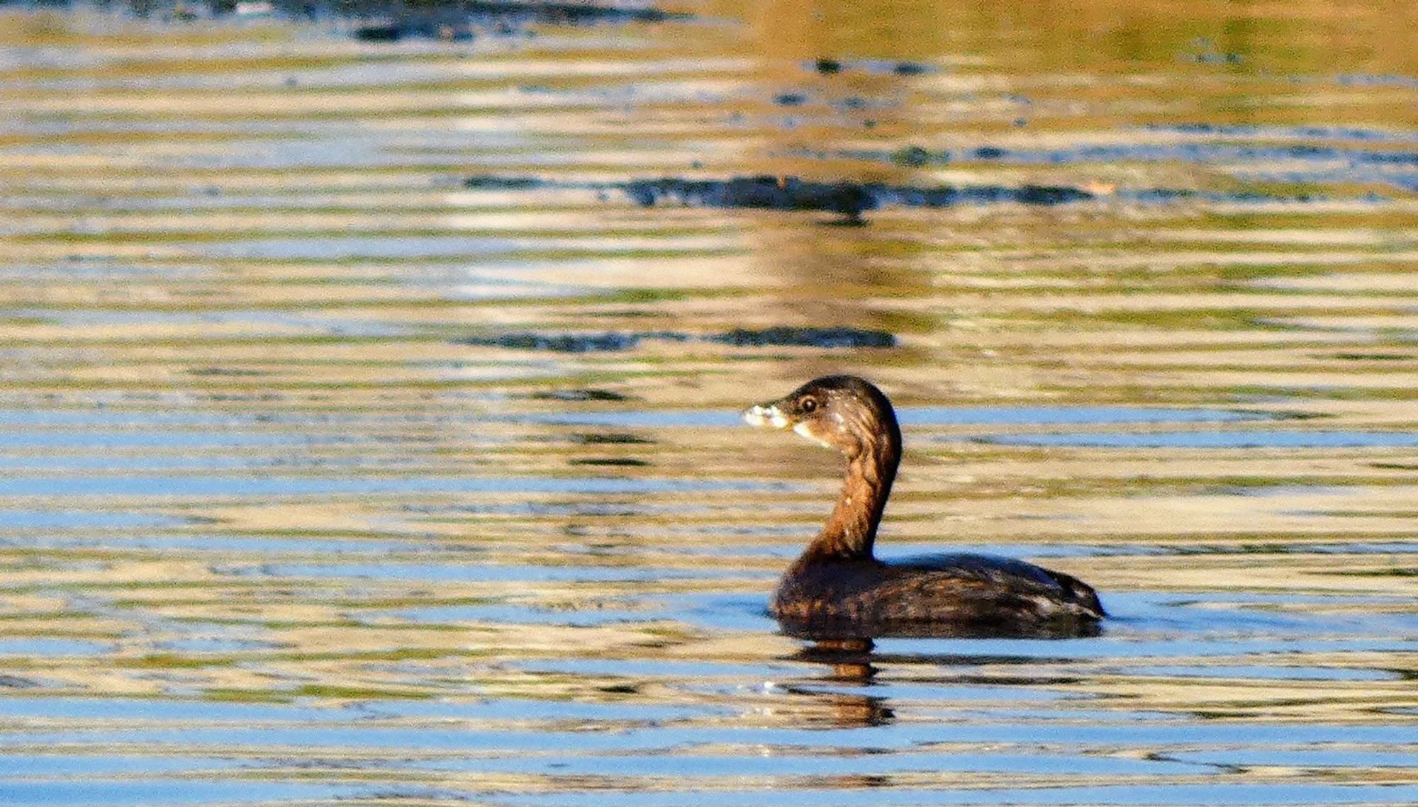 Dark brown Pied-billed Glebe floating on a pond reflecting colors from the sky and shore.