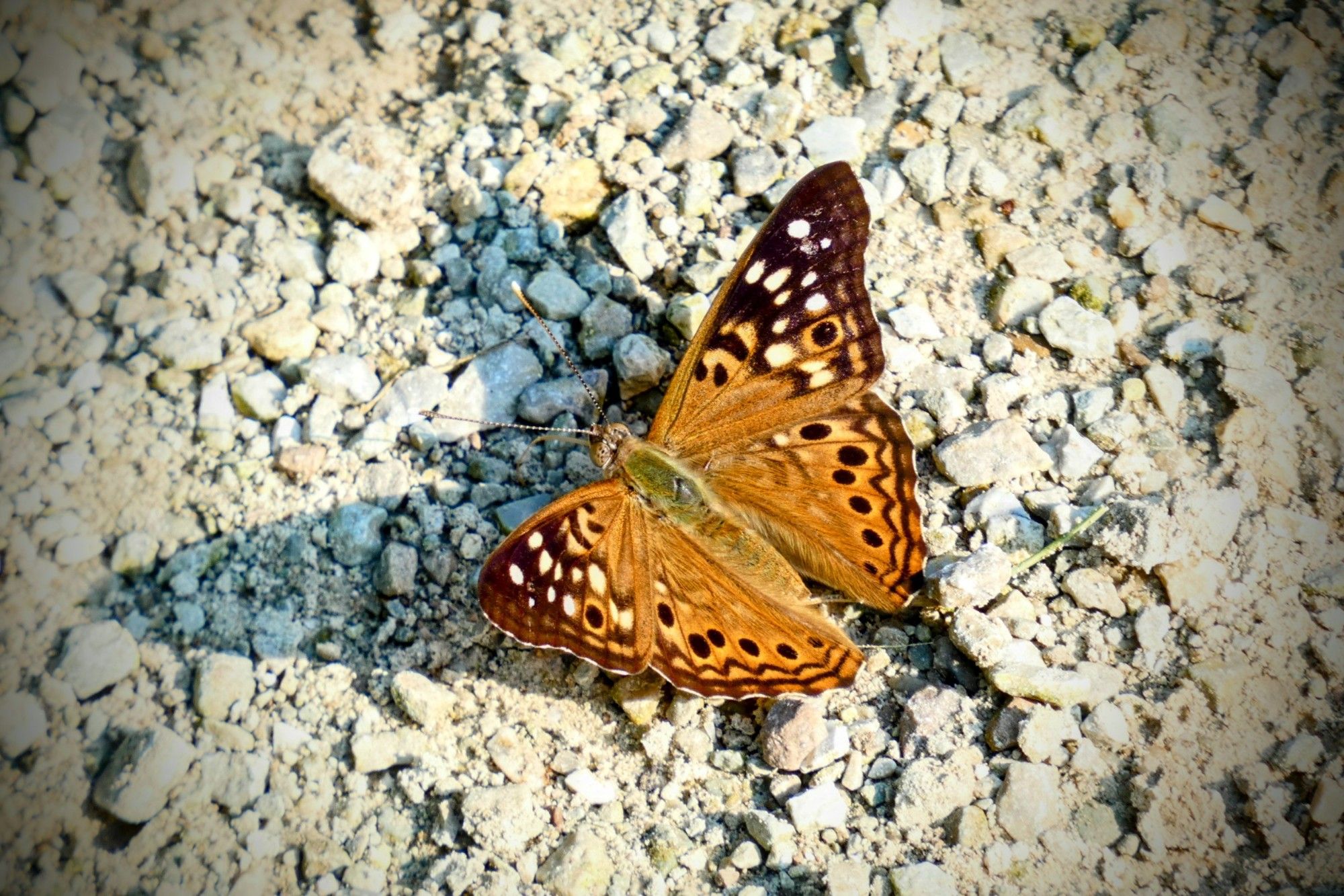 Rust colored butterfly with brown, black, and white spots on a gravel path.