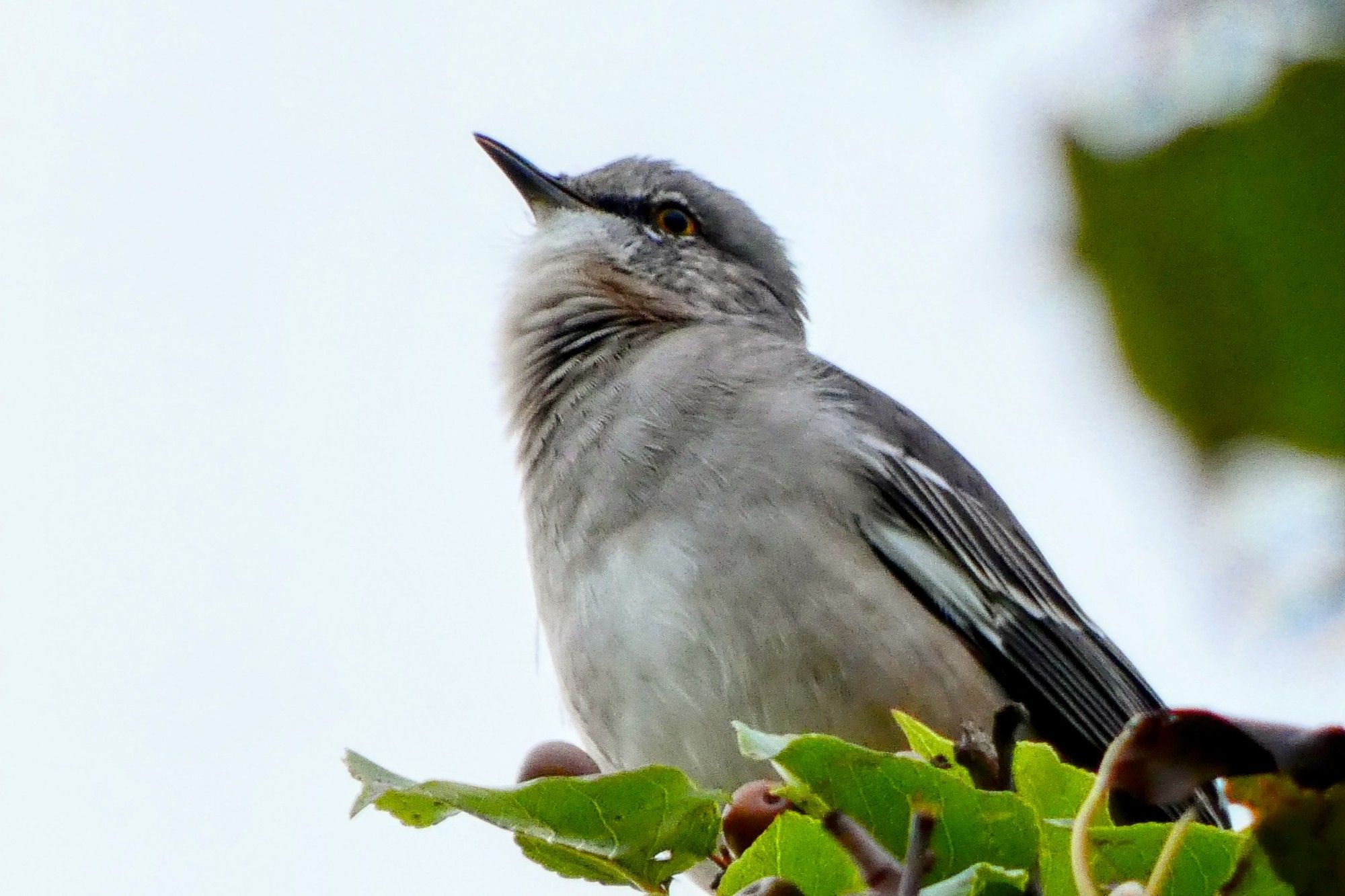 Gray and white Mockingbird on some green leaves.