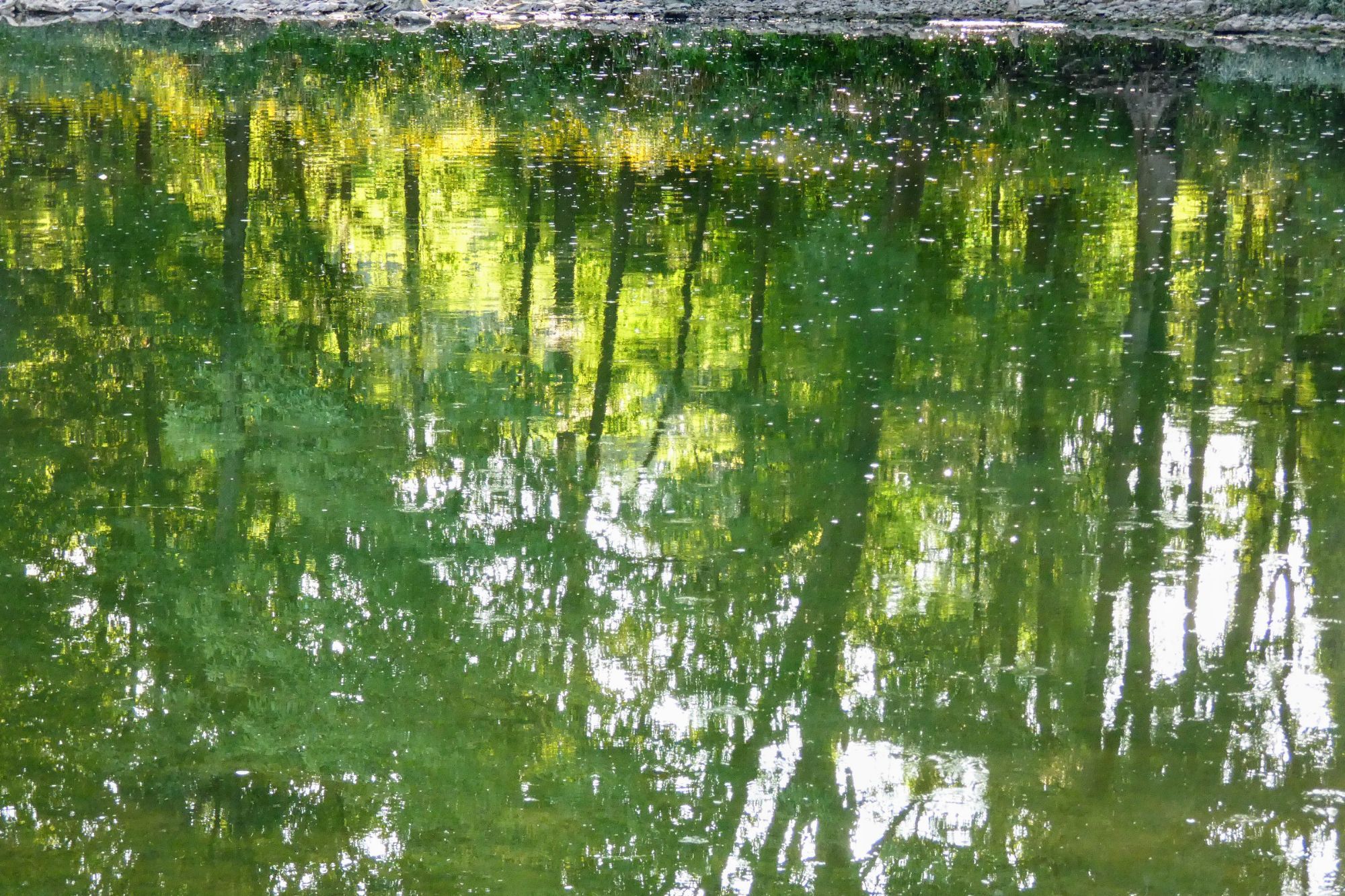 Green trees reflected on a still river.