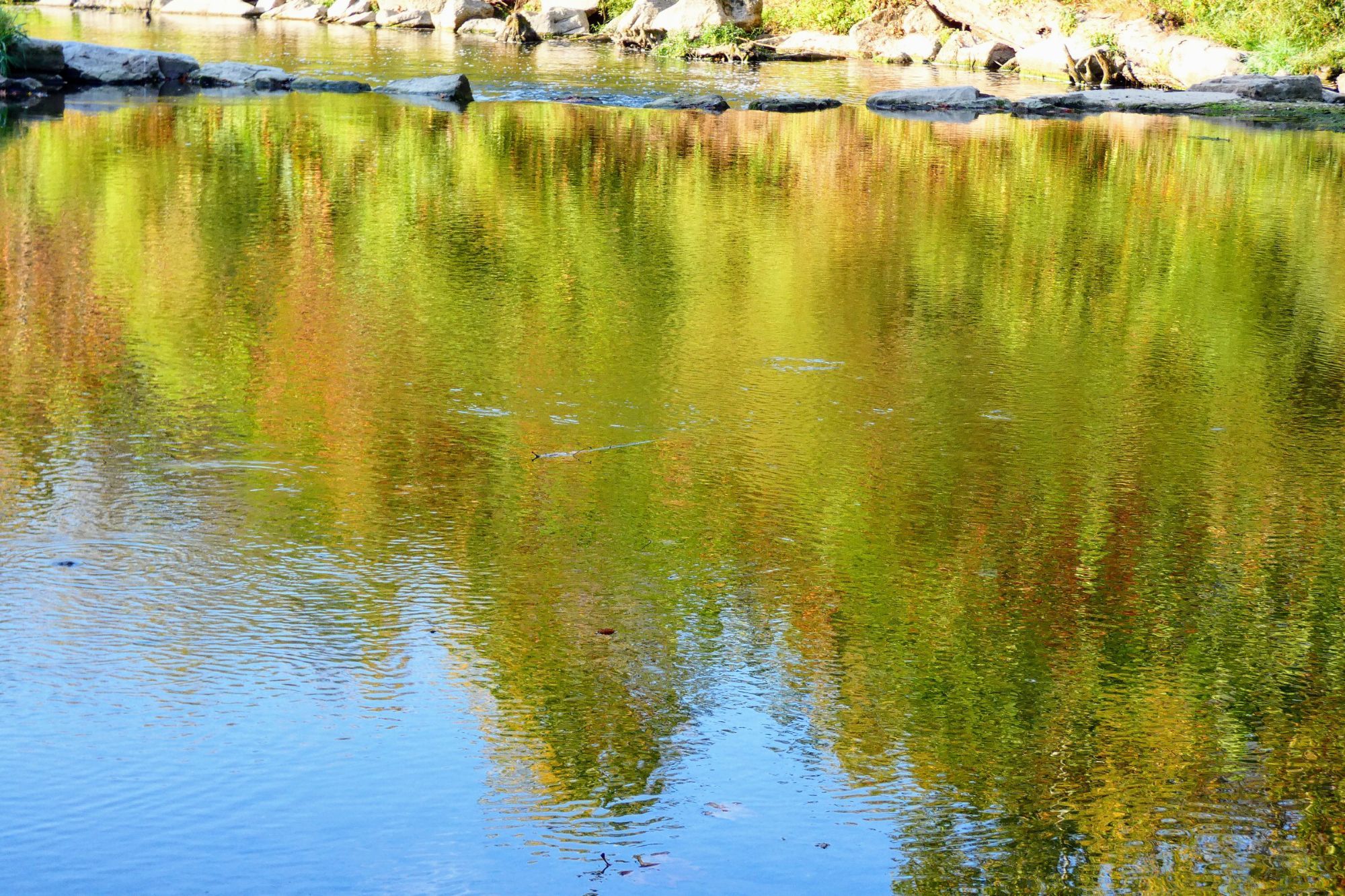 Trees are reflected in the water of the river. They are different shades of green.