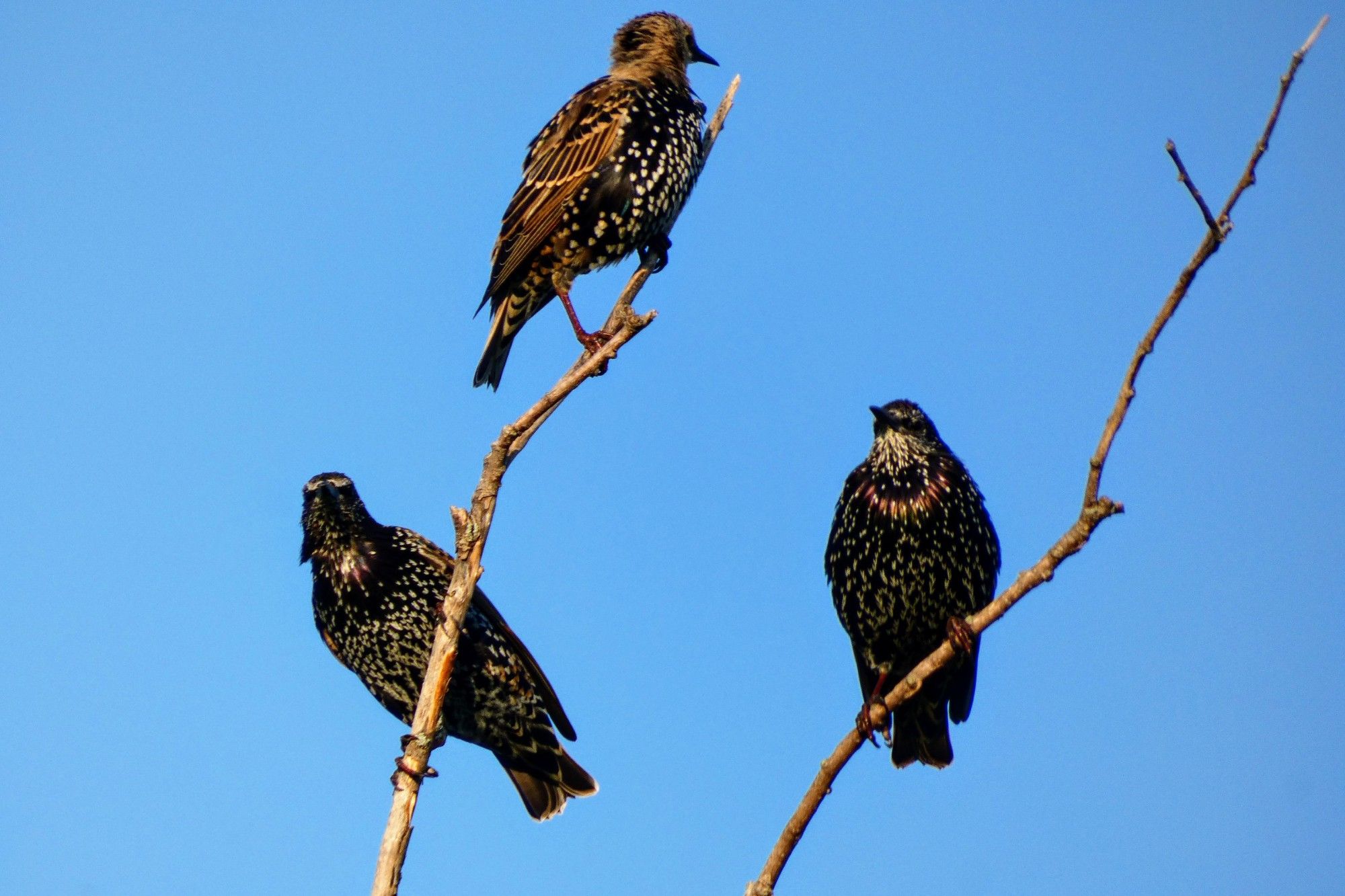 Three black and white-spotted Starlings on thin branches against a blue sky.