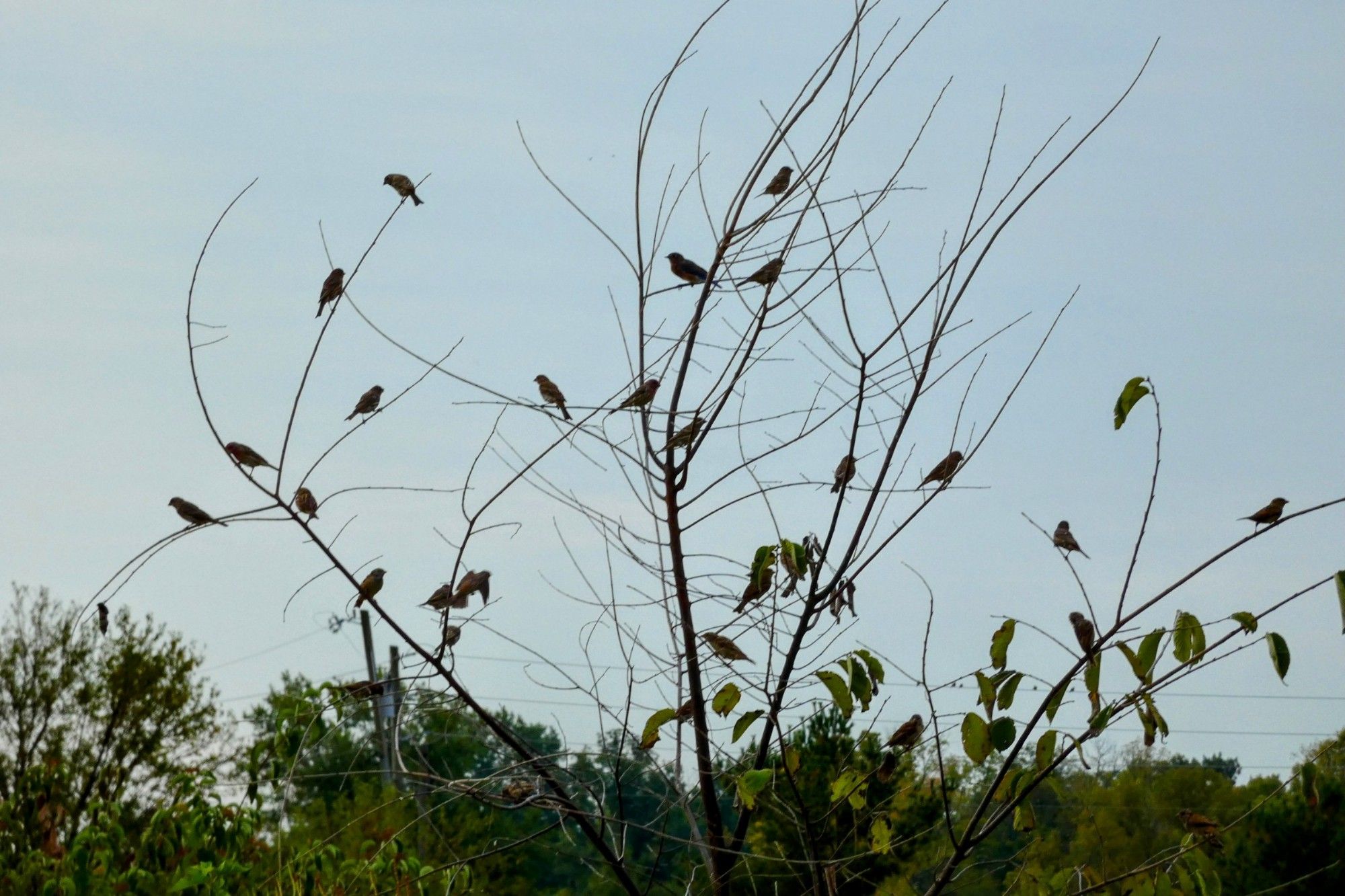 Lots of birds on the bare branches of a tree. The background is green leaves and gray sky.