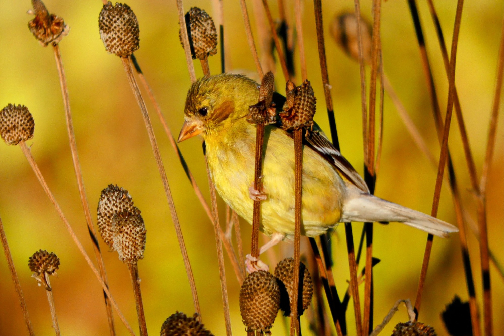 Yellow American Goldfinch in the middle of brown seed pods, with a yellow blurred background.