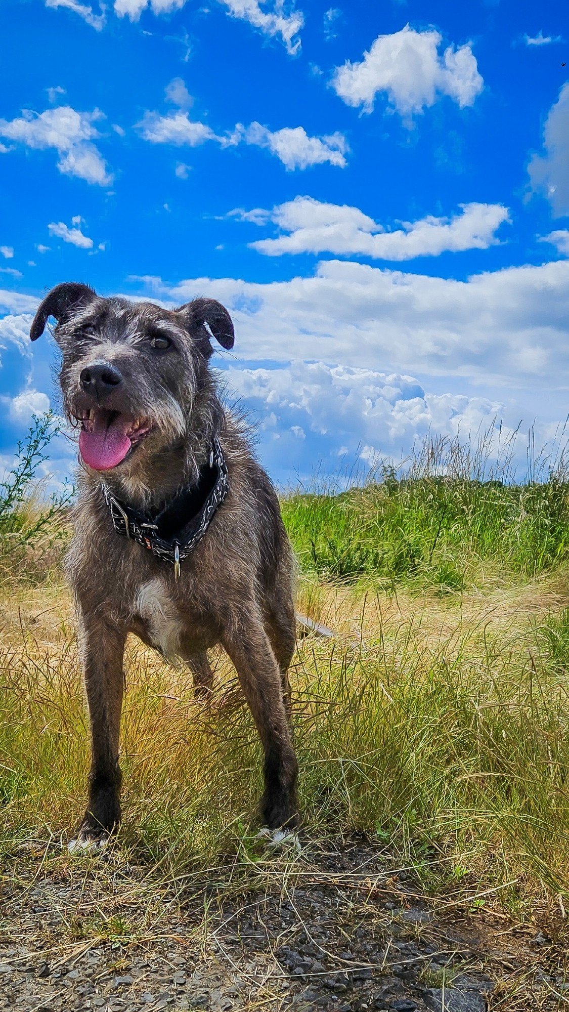 Grau-brauner Terriermix auf einer Wiese vor blauem, wolkigem Himmel