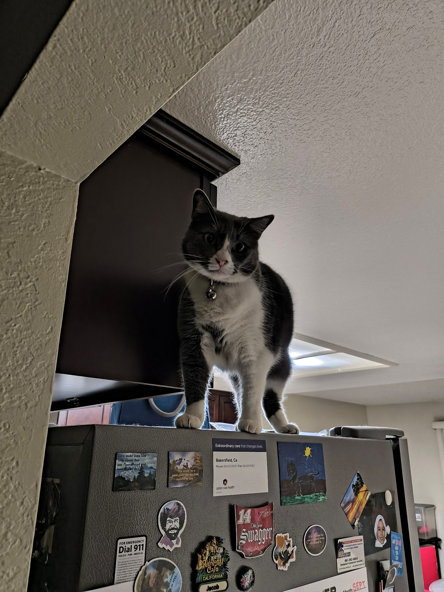 A gray and white cat named Gracie stands on top of a refrigerator that has magnets all along the side of it.