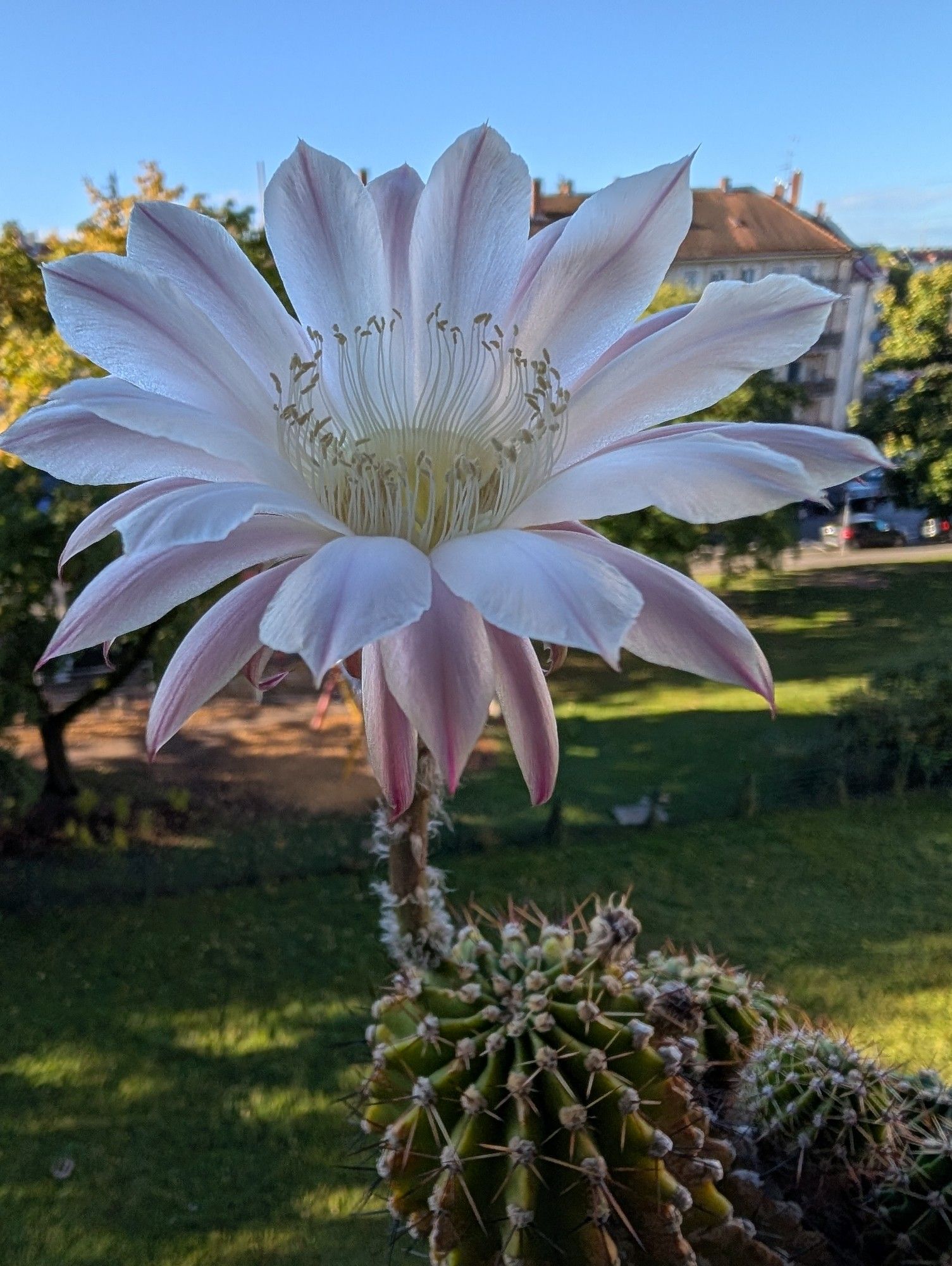 Kaktus mit 2 Blüten