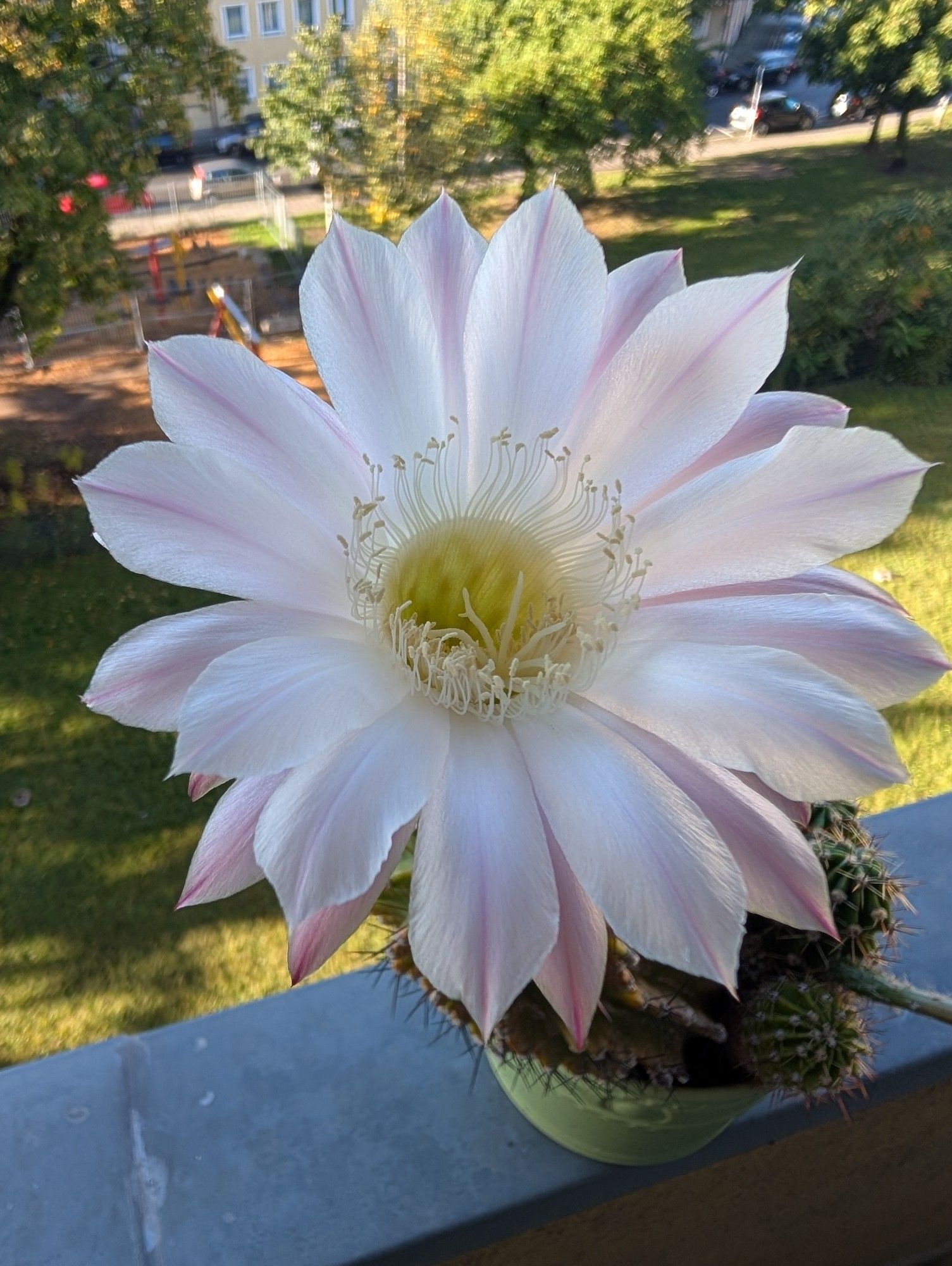 Weiß-rosa Blüte einer Kaktee (Echinopsis Tubiflora)