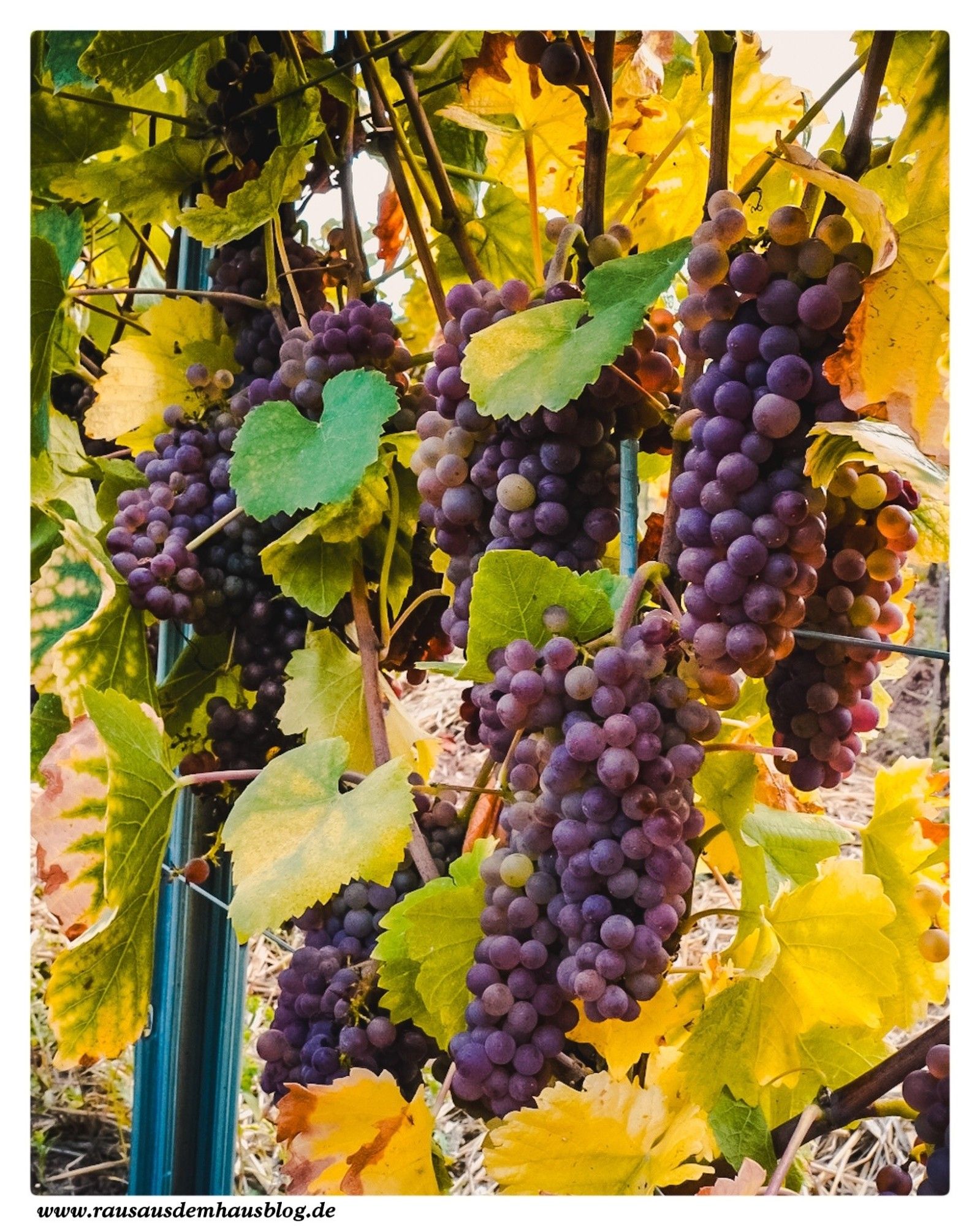 Weintrauben, die zu Eiswein verarbeitet werden sollen hängen noch am Stock