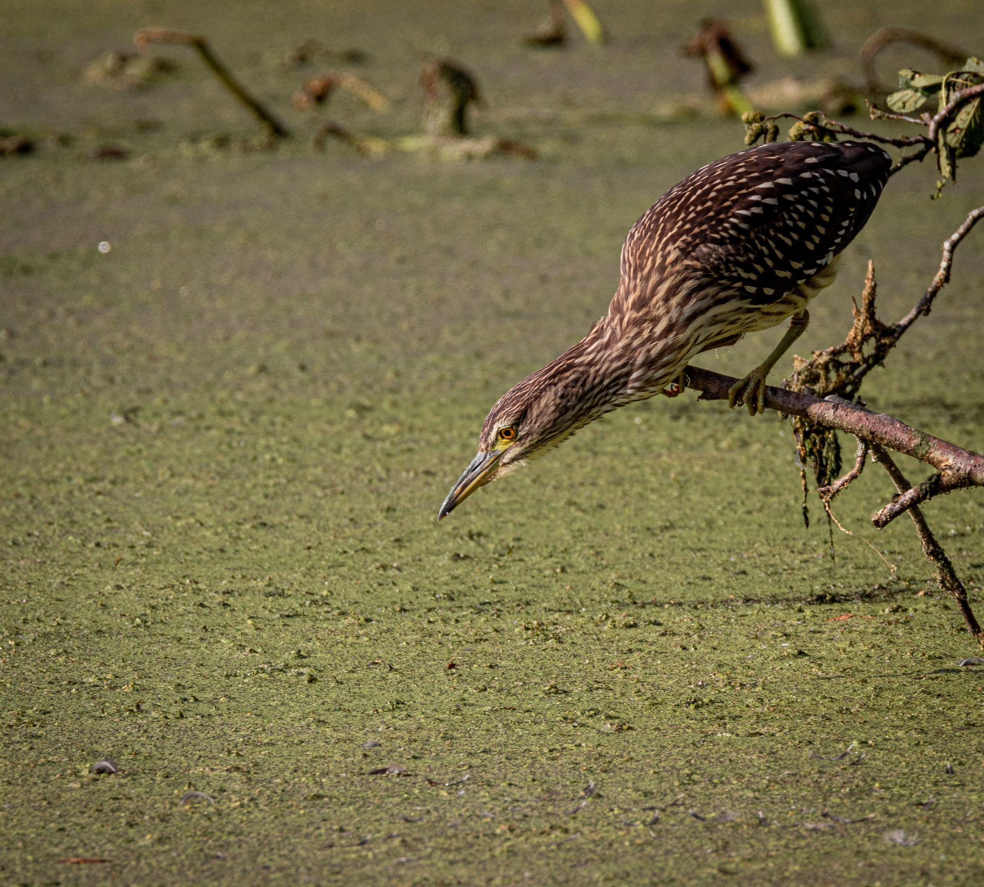 Nycticorax nycticorax, Black-Crowned Night Heron,   kwak