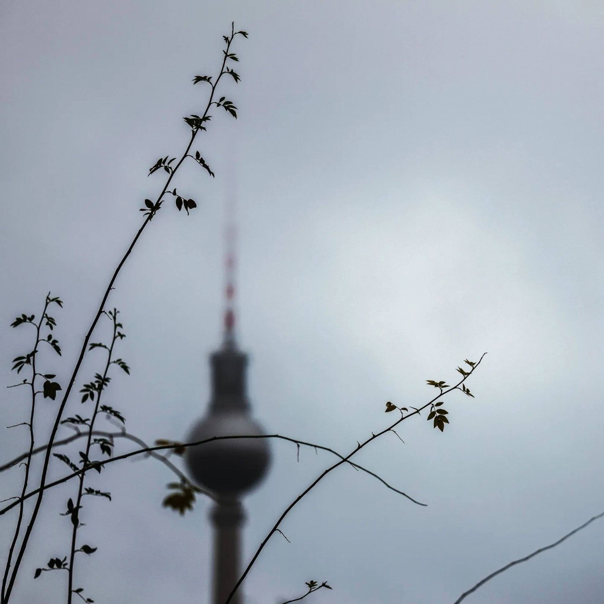 Berliner Fernsehturm hinter Gebüsch