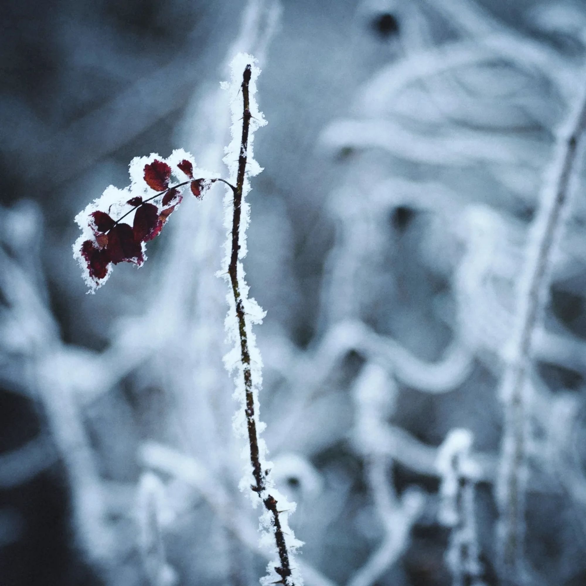 Pflanze bedeckt mit Eis/Schnee. Hintergrund unscharf