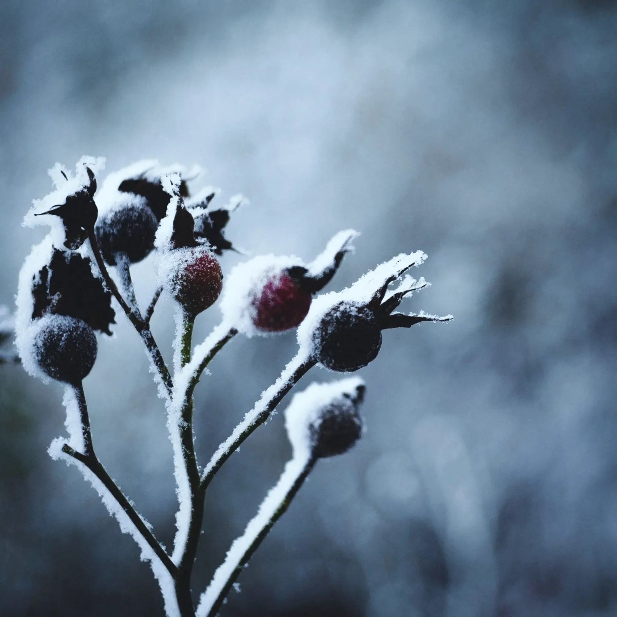 Pflanze bedeckt mit Eis/Schnee. Hintergrund unscharf