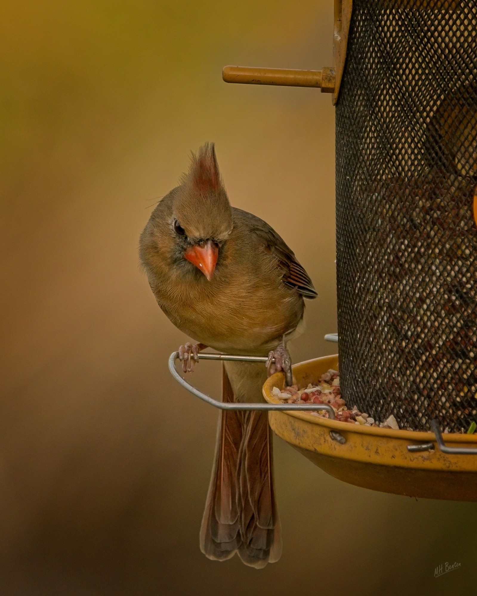 Female Northern Cardinal at feeder.