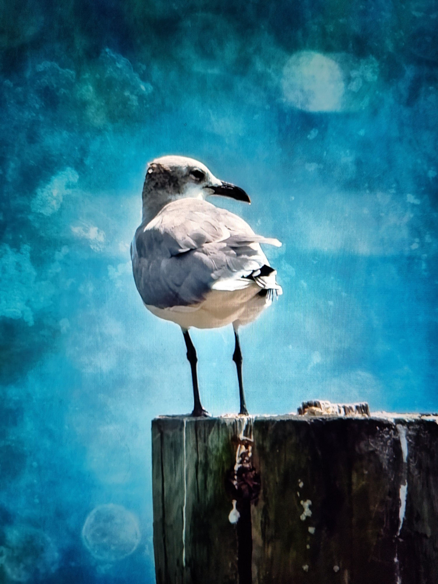 Photograph of laughing seagull on a piling, with background blurred. 