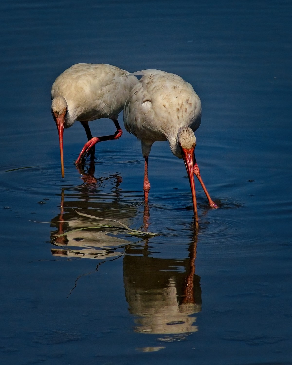 Two white ibis hunting in shallow water