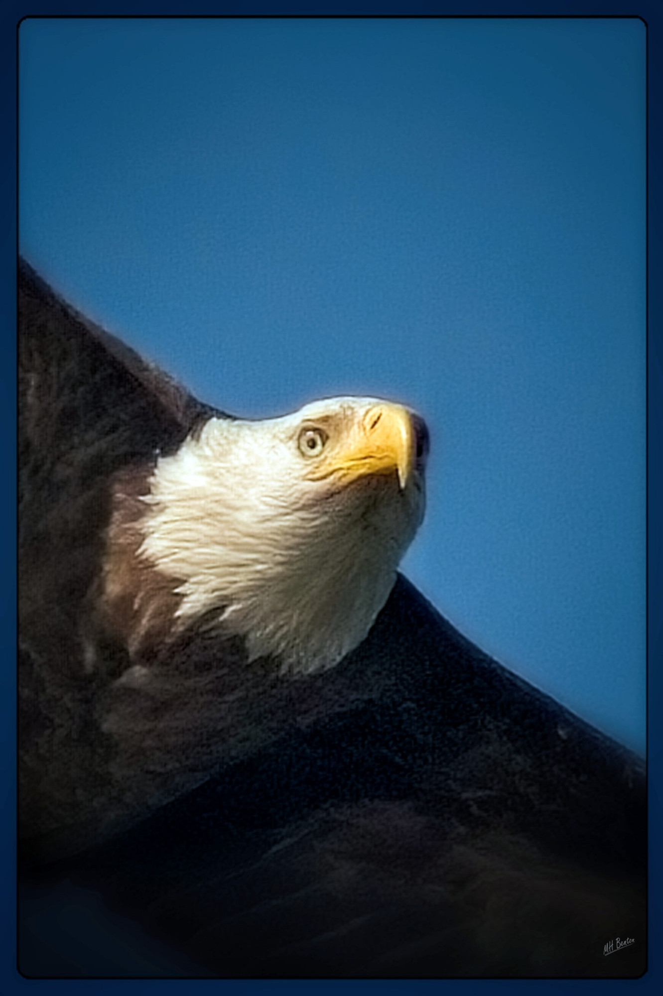 Closeup of bald eagle in flight