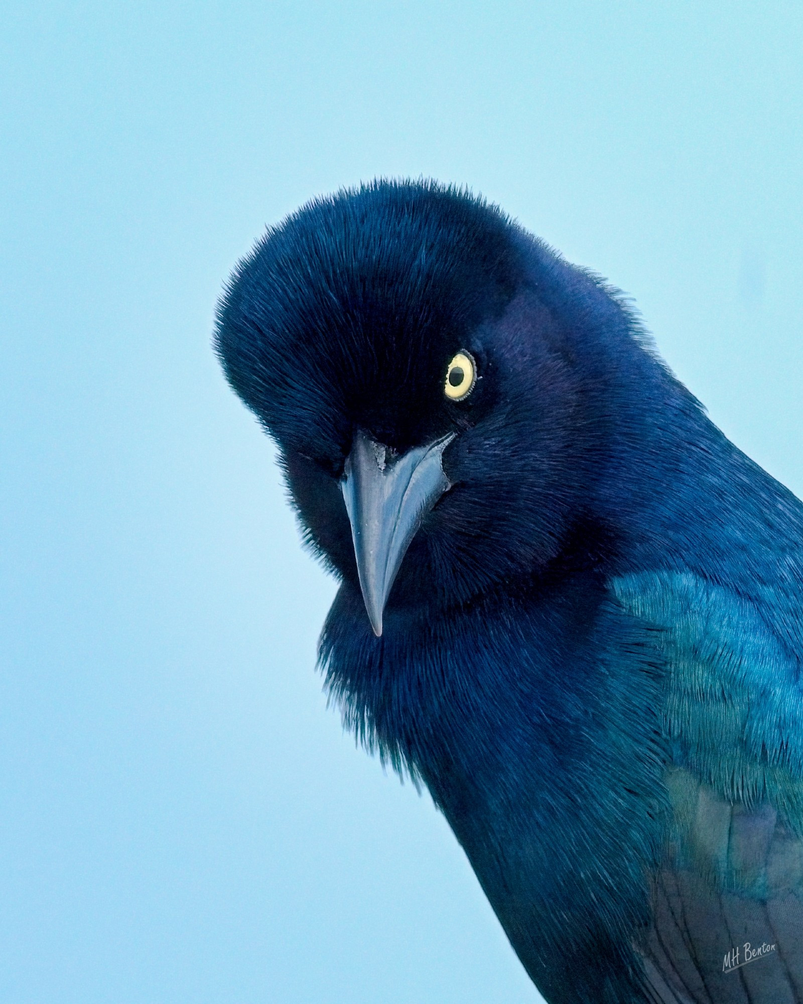 close-up or a boat-tailed grackle giving a stern look