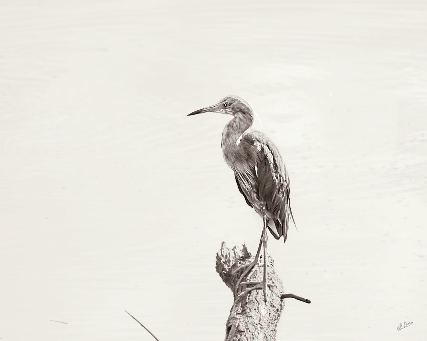 Sepia-styled black and white image of a little blue heron on a fallen branch