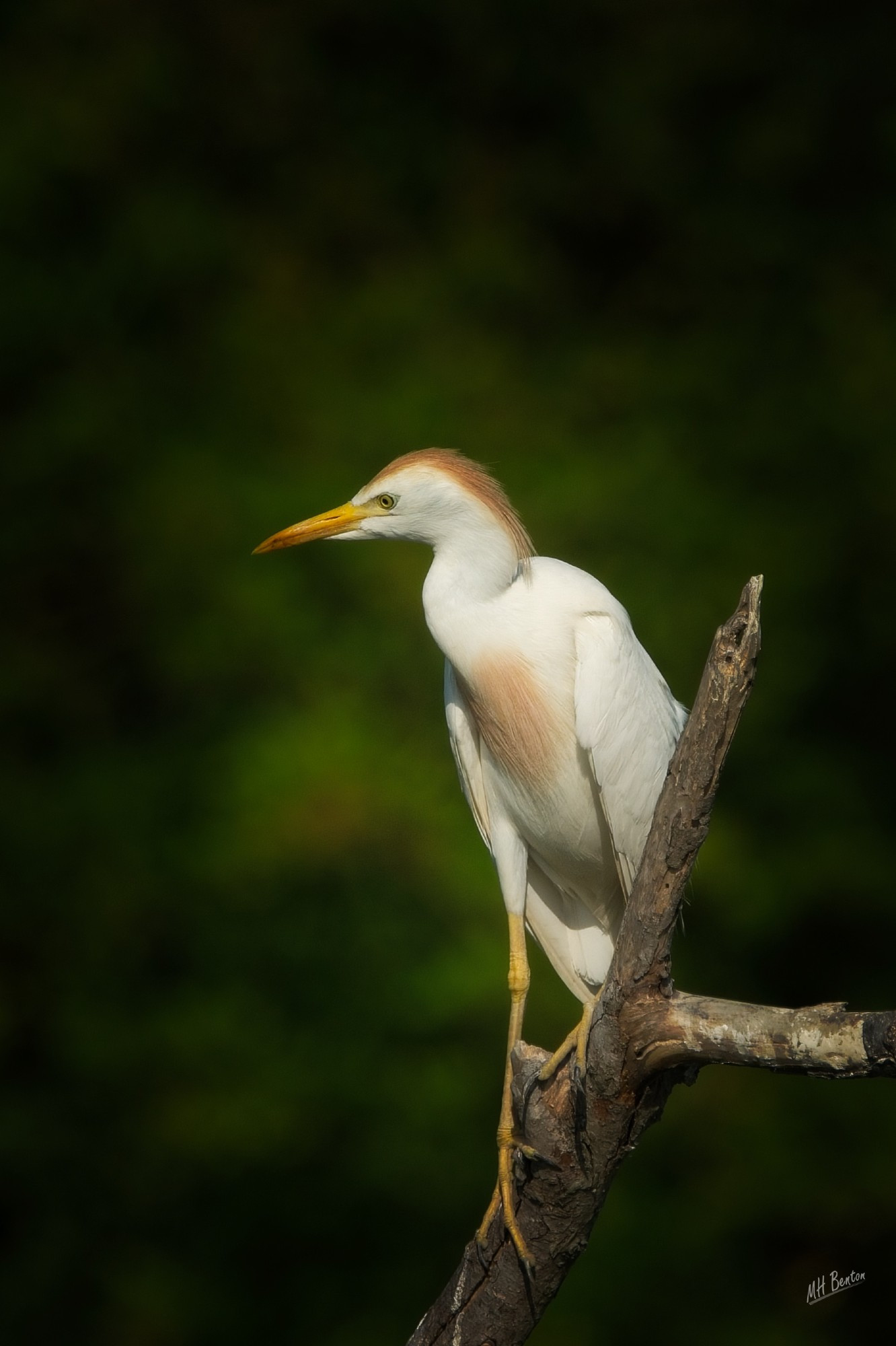 Cattle Egret On Branch in breeding plumage