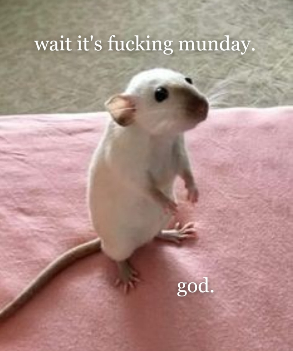 A Siamese rat stands tall, at alert. A terrible realisation sinks in.

The caption reads: Wait it's fucking munday [Monday]. God.

David White via Pinterest. Edit by me. #rat #rats #monday