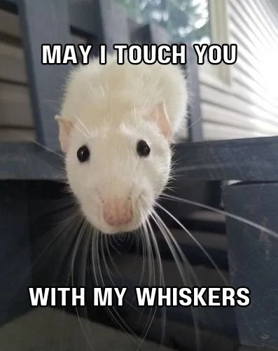 A white rat with beady eyes
looks at you eagerly, its whiskers
plentiful and ready to touch.

The caption says: MAY I TOUCH
YOU. WITH MY WHISKERS.

Lindsay Kelly via Pinterest. Edit by
me. #rats