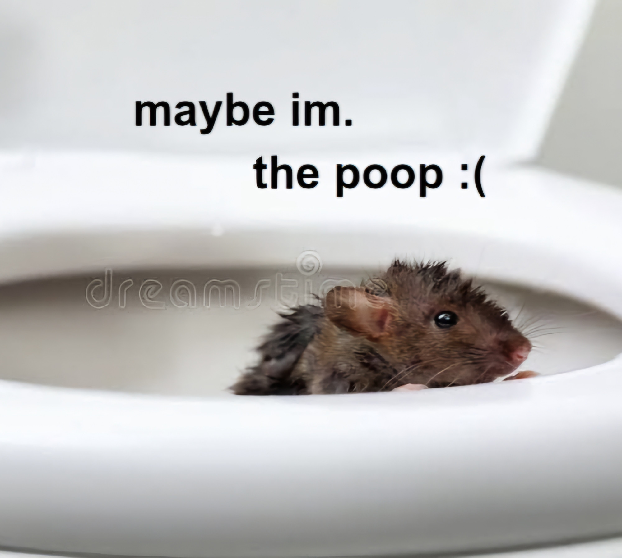 A stock photo of a wet brown rat peeping from the toilet. The caption reads: maybe im. the poop :(

Photo via Dreamstime. Edit by me.