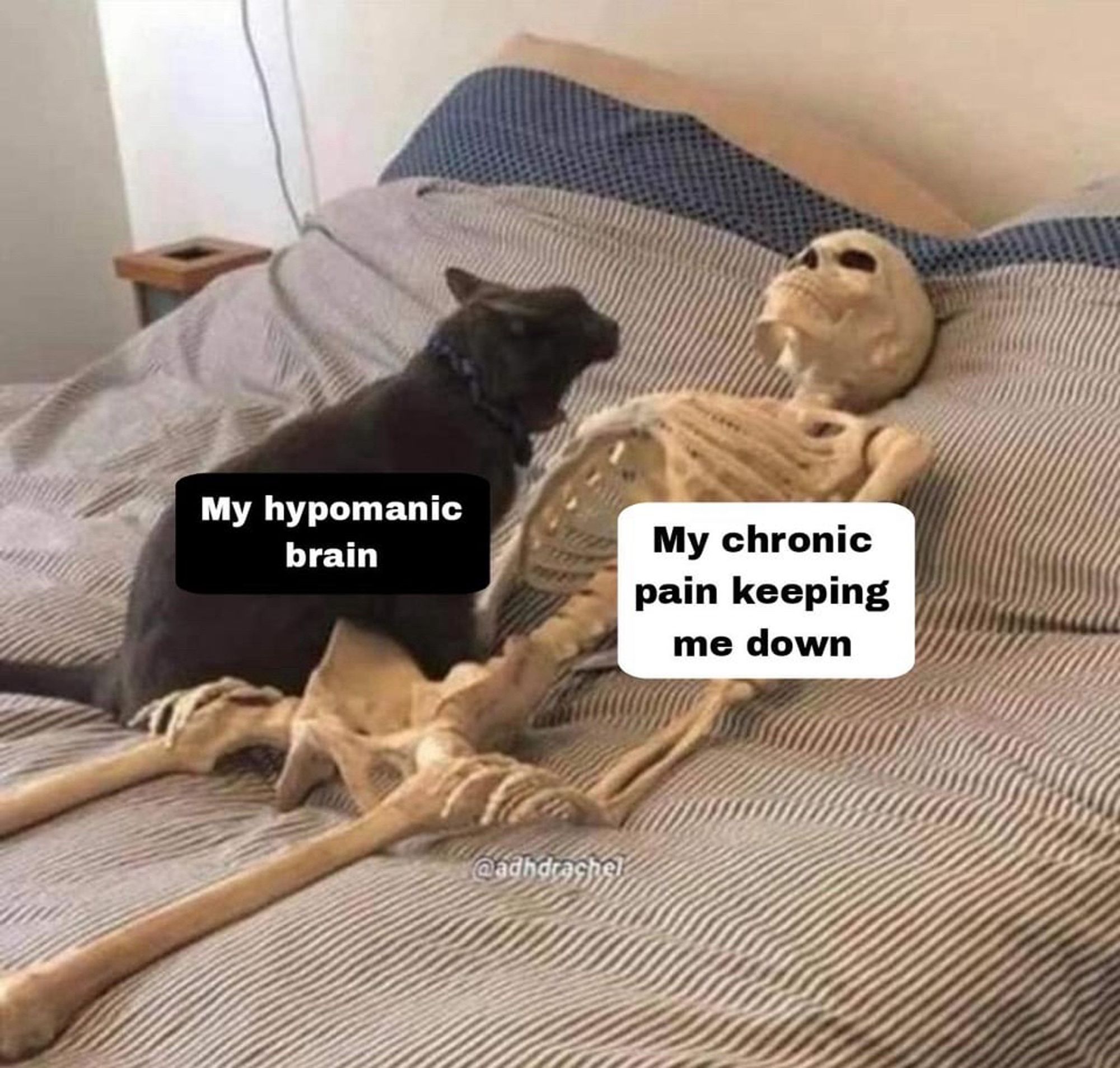 The image depicts a black dog sitting on a bed next to a human skeleton model. Two text boxes overlay the image: the one on the dog reads "My hypomanic brain," and the one on the skeleton says "My chronic pain keeping me down." There is a watermark at the bottom, "@adhdrachel".