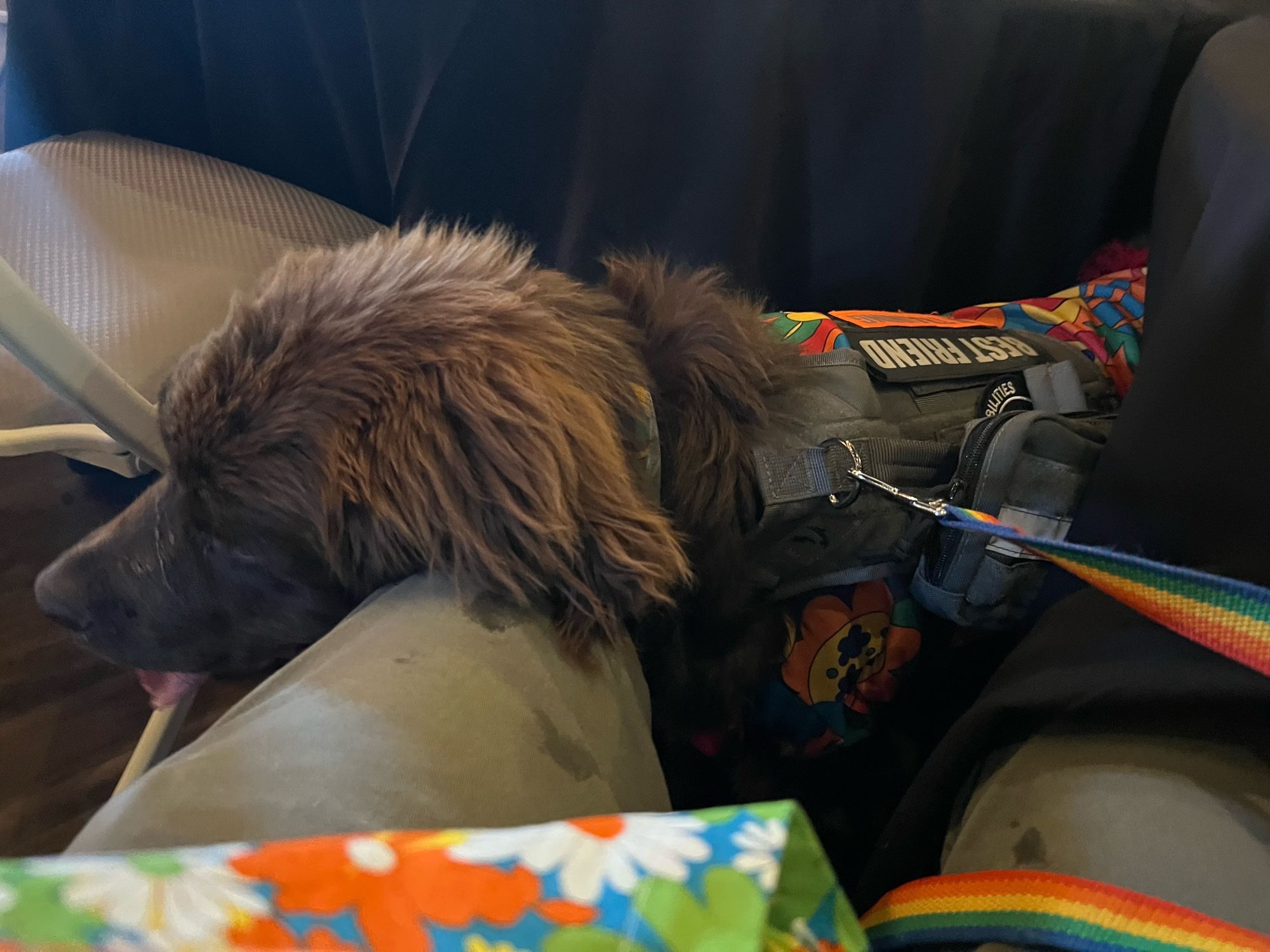 A Newfoundland wearing a colorful harness and a vest with a visible patch that says "BEST FRIEND" is resting its head on someone's leg. The dog appears relaxed, with its tongue slightly out, and is seated next to a chair. A colorful, floral-patterned fabric is partially visible in the foreground, and the dog’s leash, which has rainbow stripes, is also visible. The setting seems to be indoors, likely at a public event or gathering.